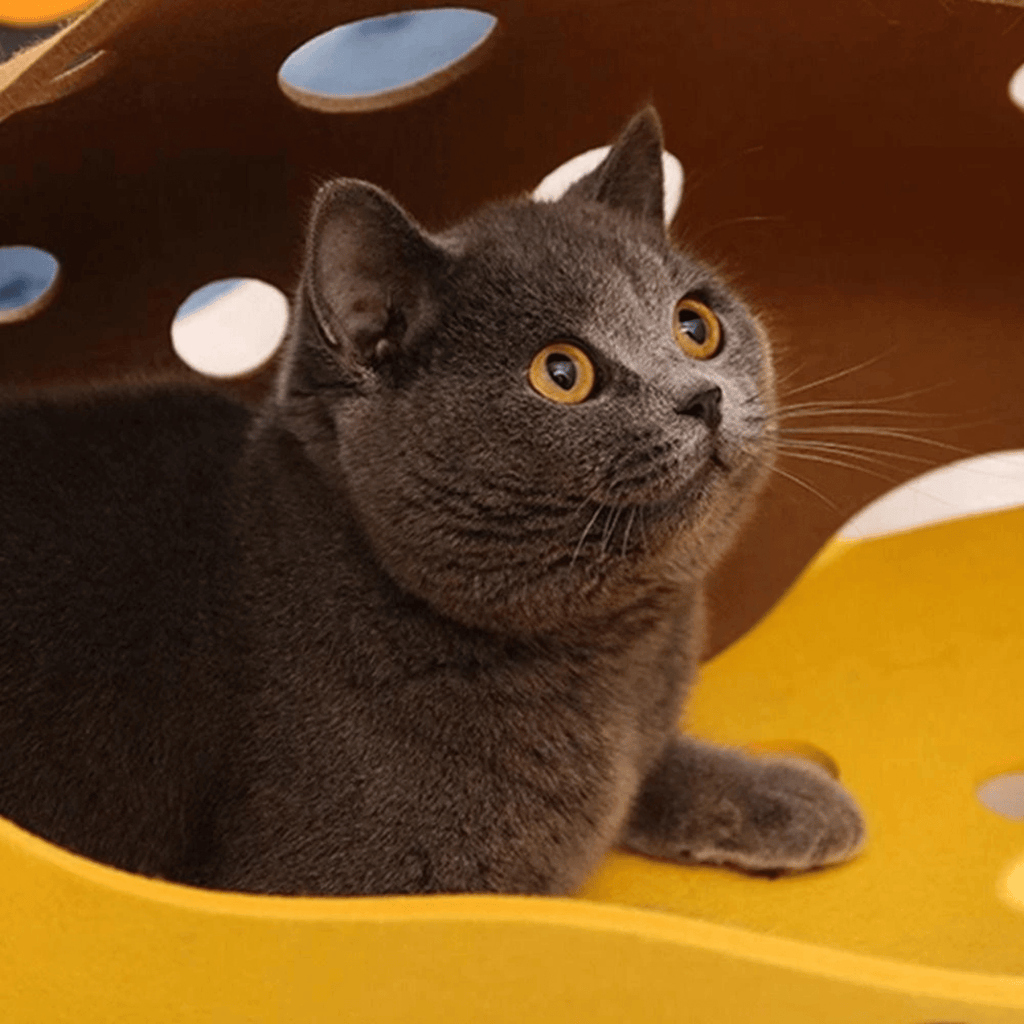 CheeseWhisk - Kattentunnel Katten Vilt met Kijkgaten - Mivero