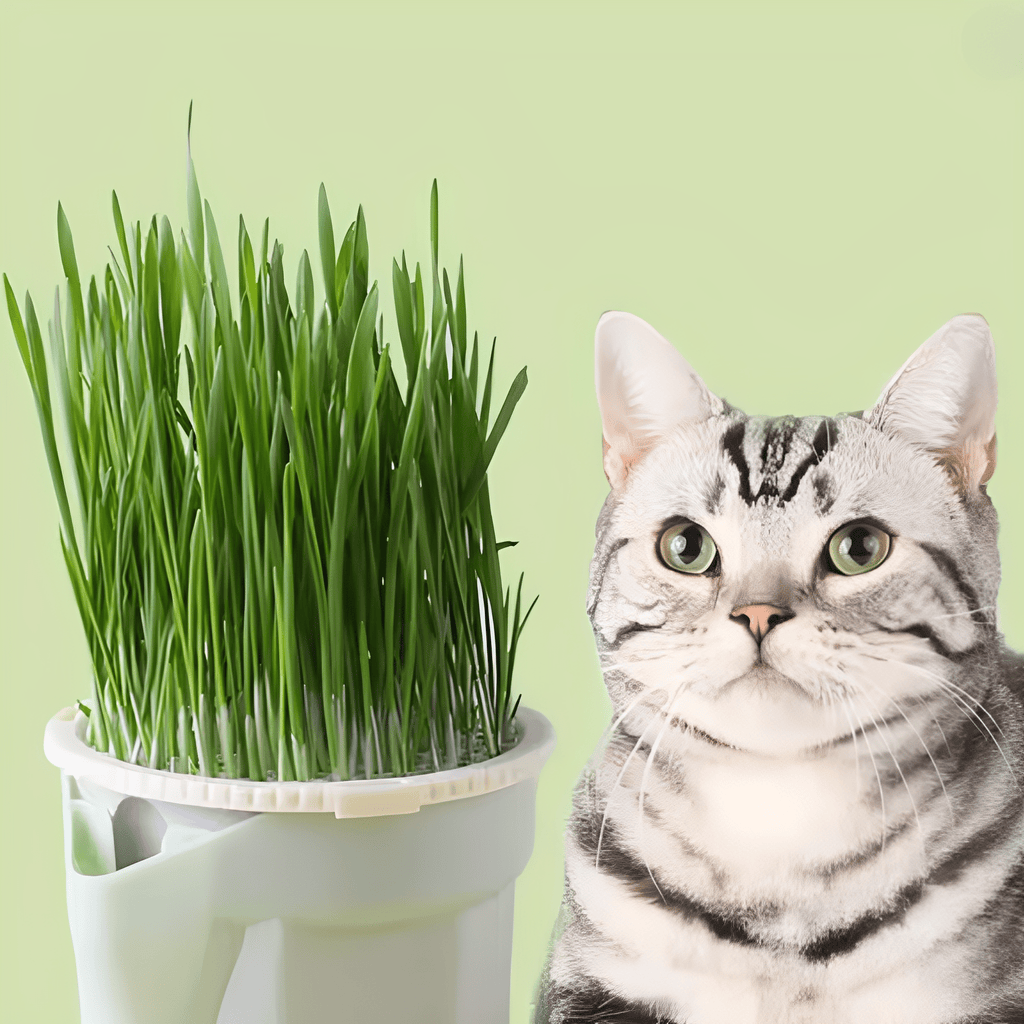 Chewfresh - Herbruikbare Kattenkruid Kweekbeker - Mivero