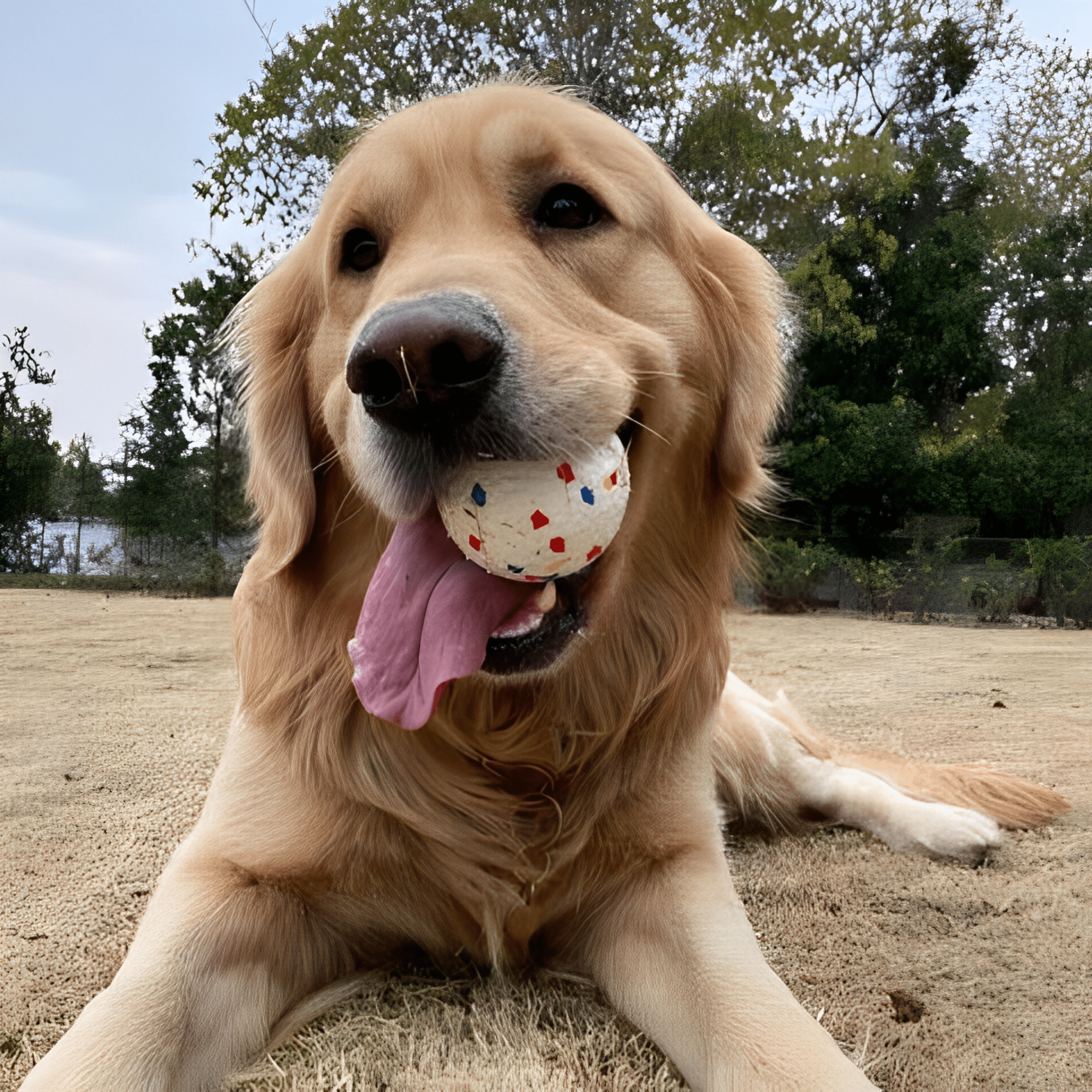 Chompion - Hondenbal Onverwoestbaar Voor Sterke Kauwers - Mivero