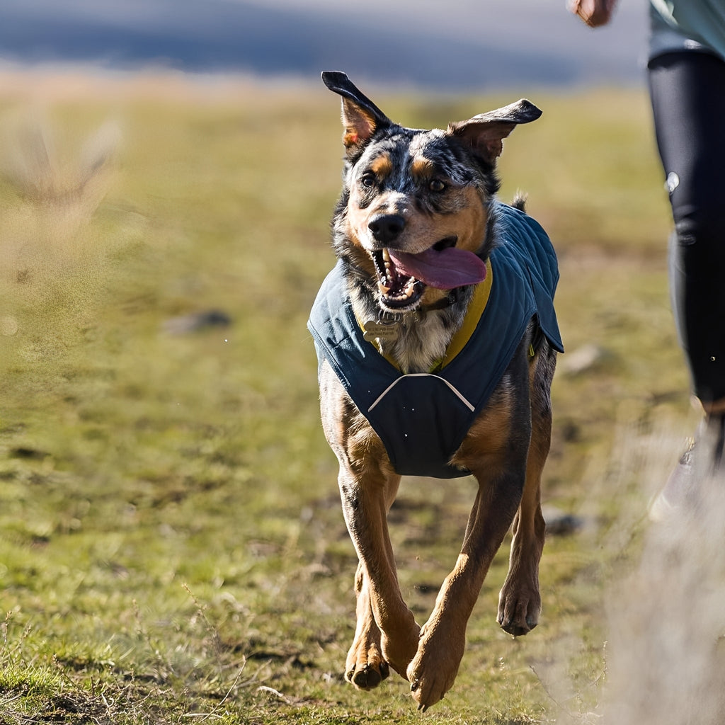 CozyShield - Hondenjas gewatteerd waterafstotend met riemopening - Mivero
