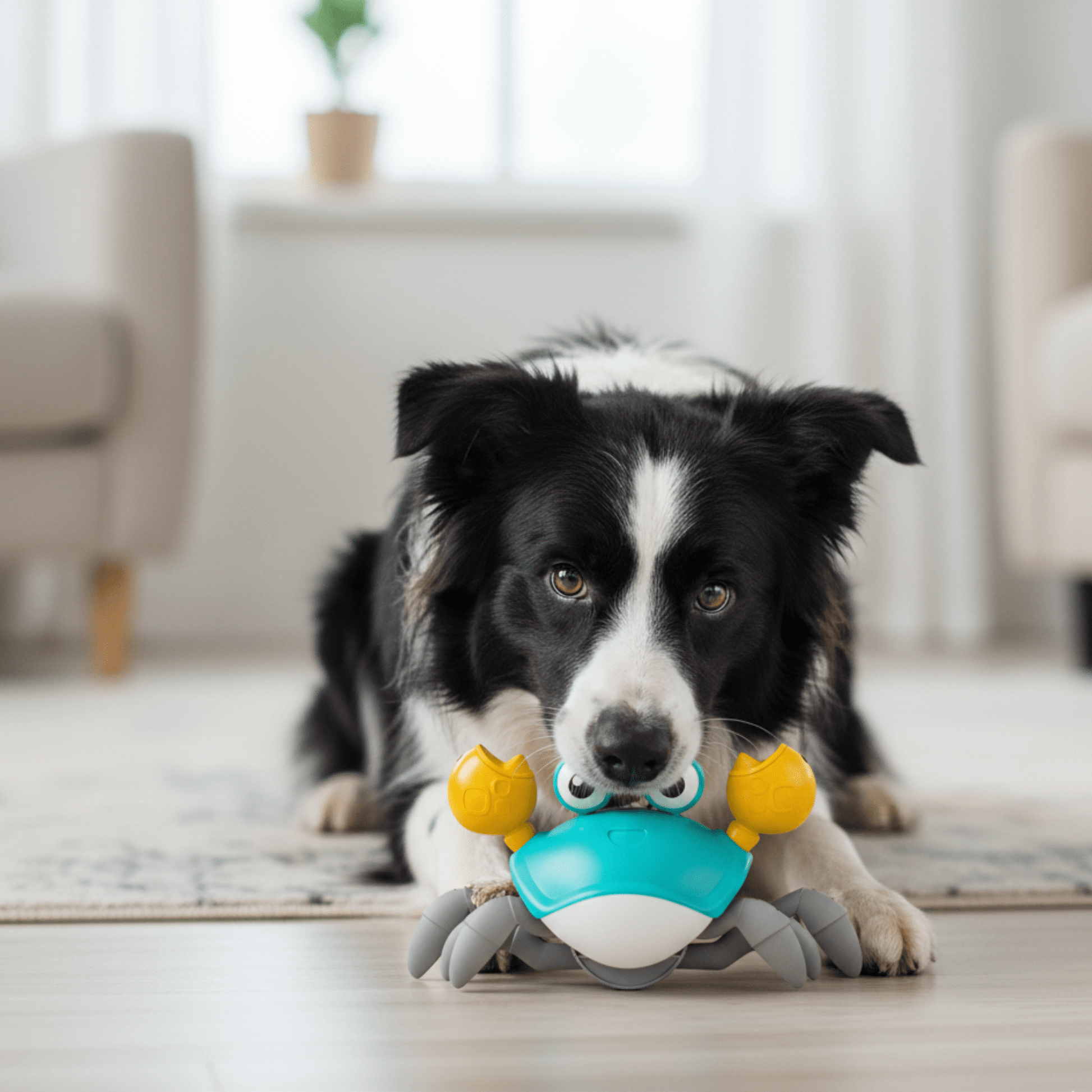 Crabby - De Ultieme Uitdaging voor elke Hond! - Mivero