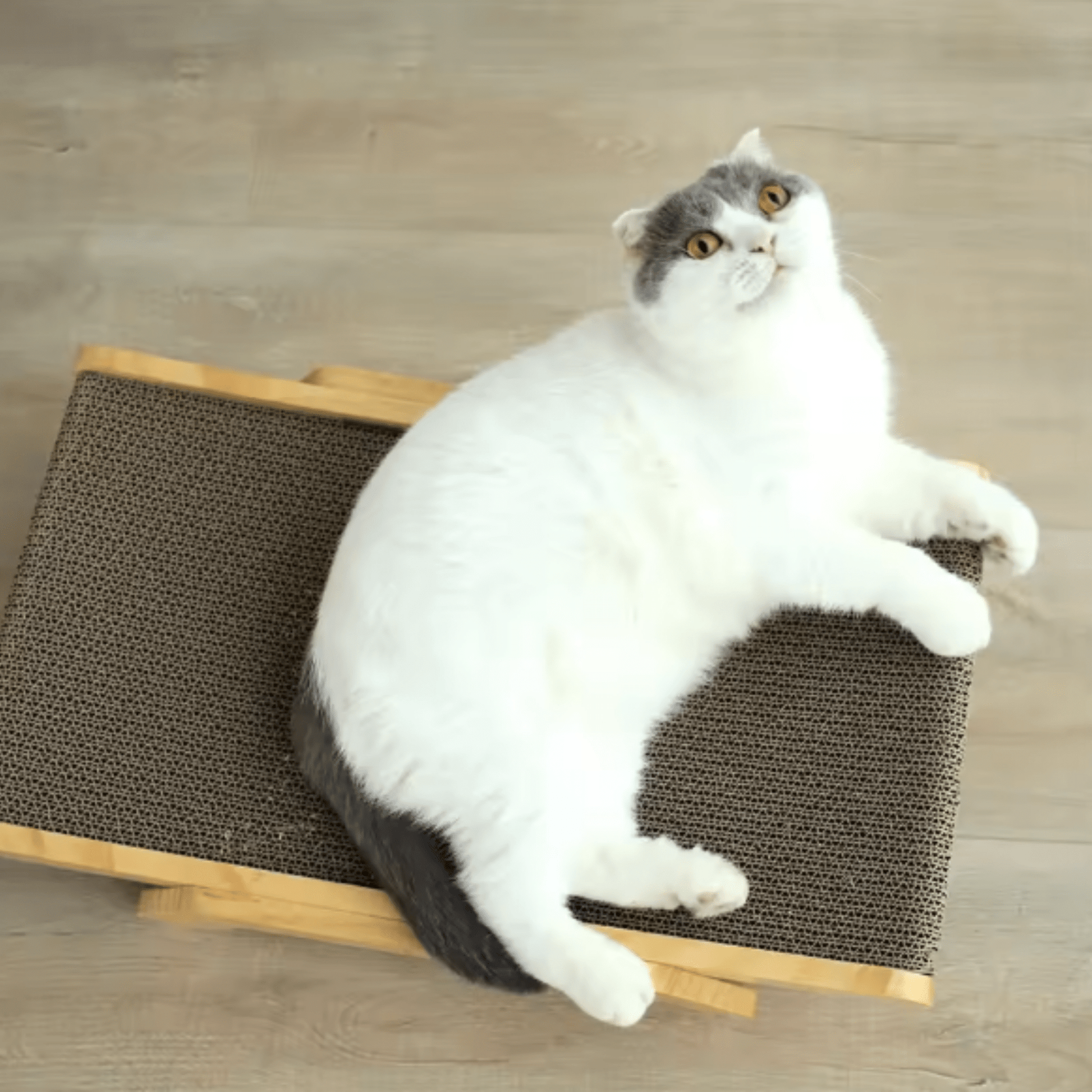 Craddle - Verstelbare Kartonnen Kattenlounge - Mivero