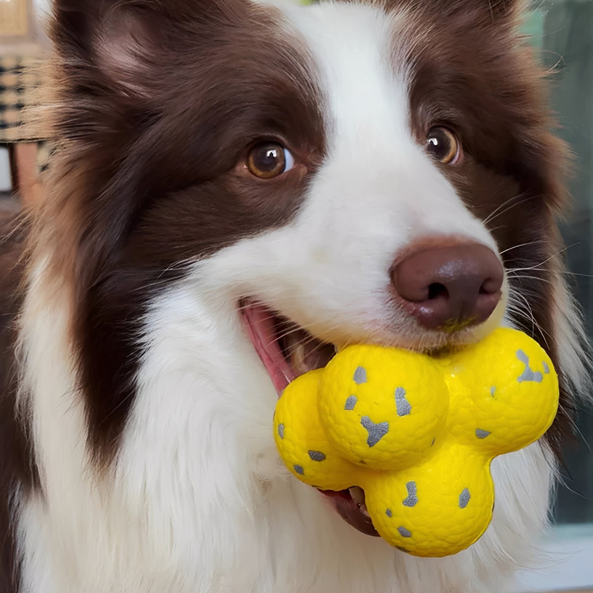 Dentiball - Tandverzorgende Kauwbal Hond - Mivero