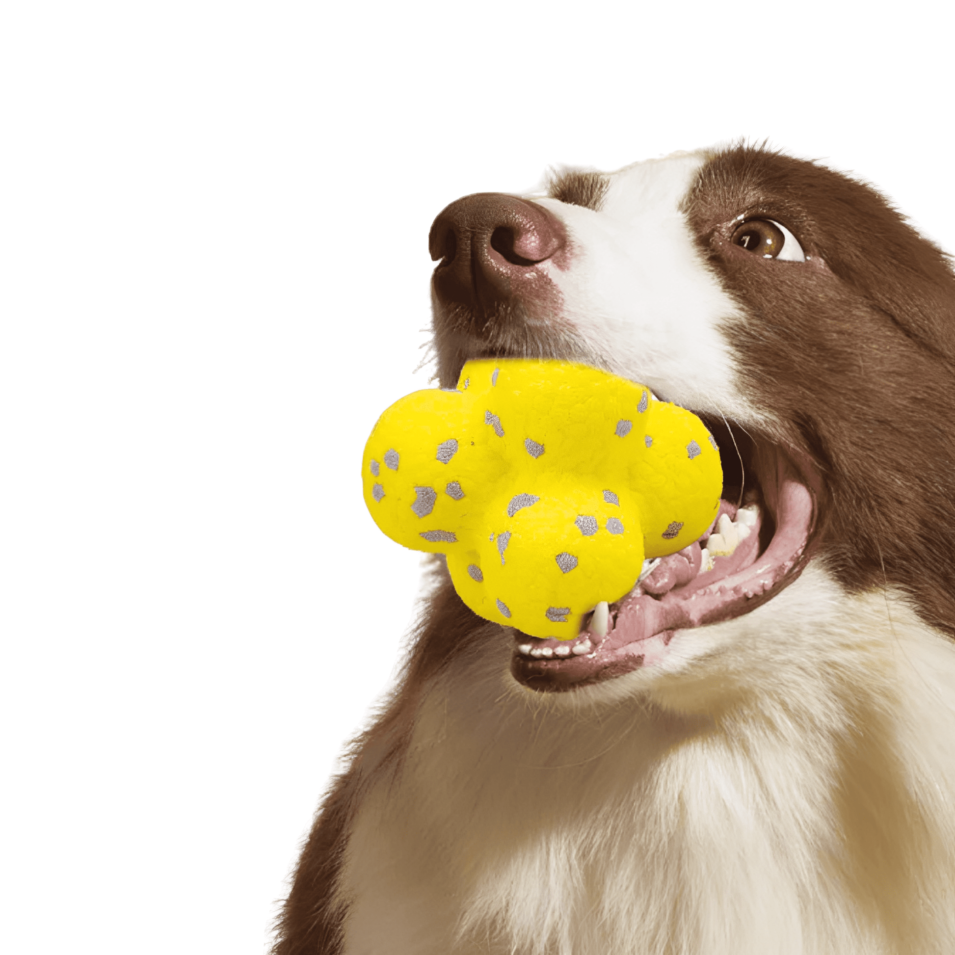 Dentiball - Tandverzorgende Kauwbal Hond - Mivero