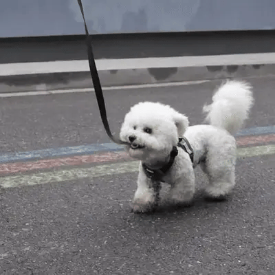 PawFit - Verstelbaar Mesh Hondentuig