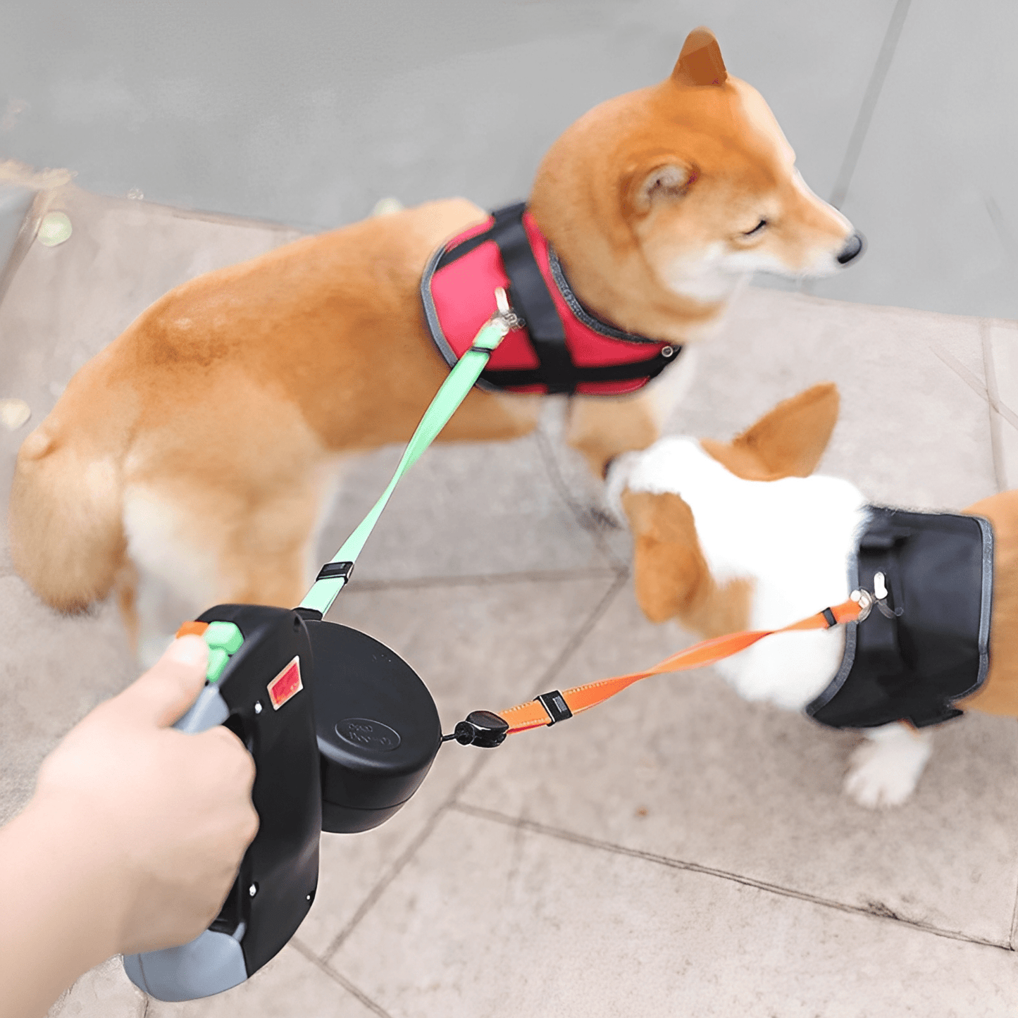 dualleash - nooit meer in de knoop met je hondenriem! - mivero