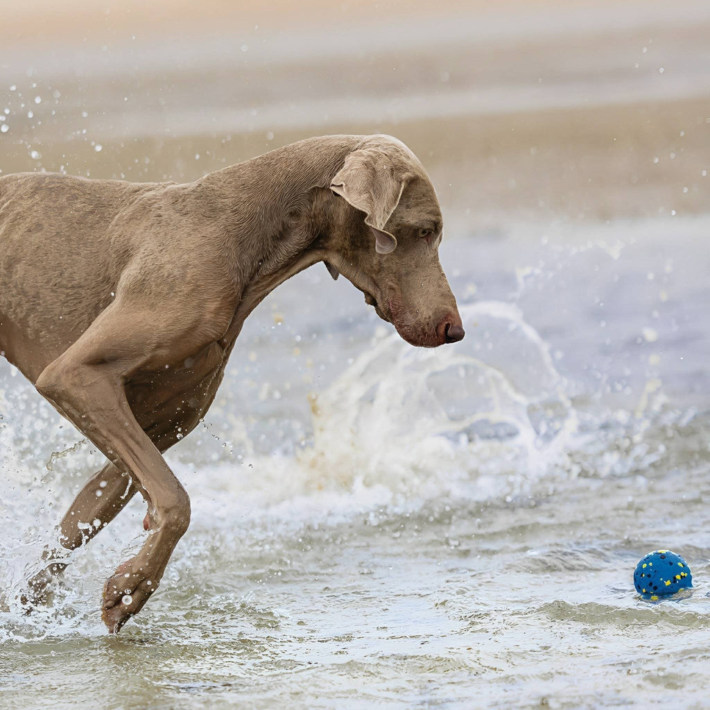 Durabounce - Hondenbal Sterke Kauwers Stuitert Hoog - Mivero