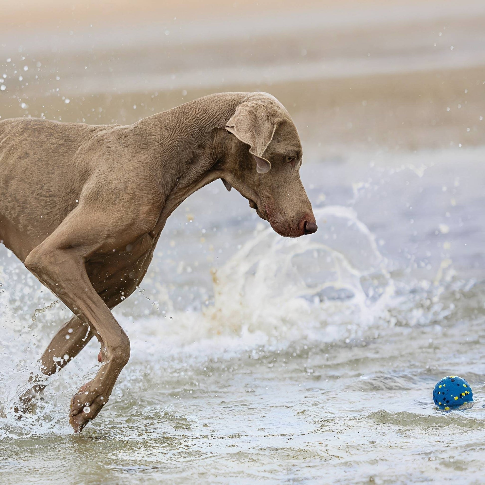 Durabounce - Hondenbal Sterke Kauwers Stuitert Hoog - Mivero