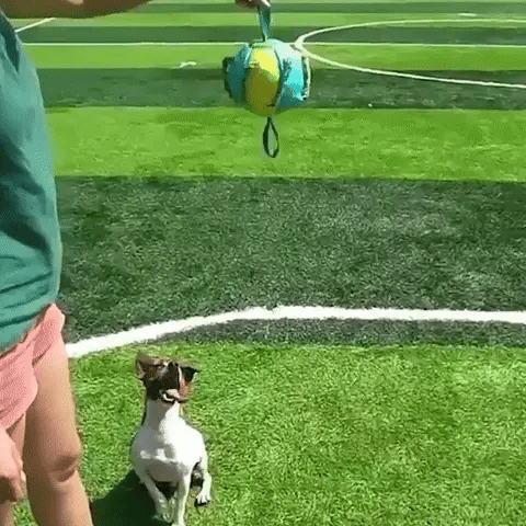 TugBall - Interactieve Tugbal Hond