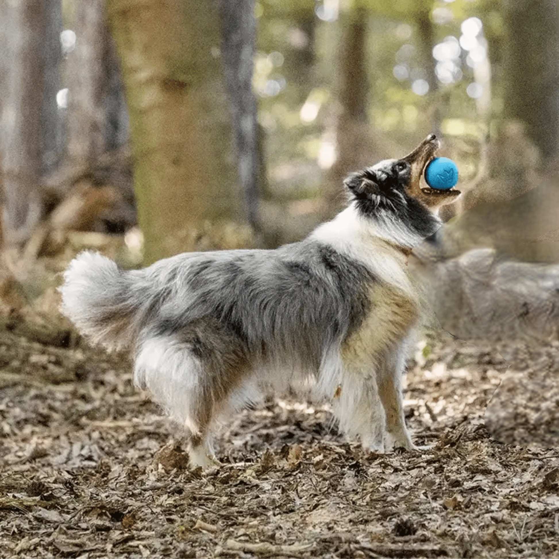 FangPlay - Natuurkautschuk Kauwbestendige Hondenbal - Mivero
