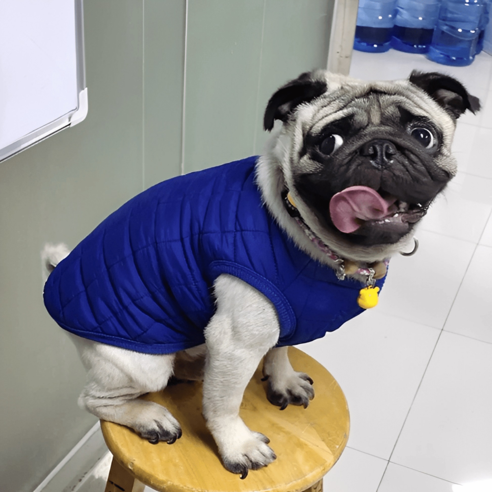 FurShield - Waterdichte Fleece Hondenjas - Mivero