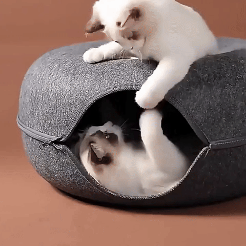 PurrPod - Ruim Interactief Kattentunnel