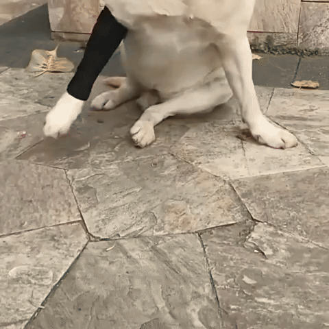 PawBrace - Orthopedische Honden Pootbrace