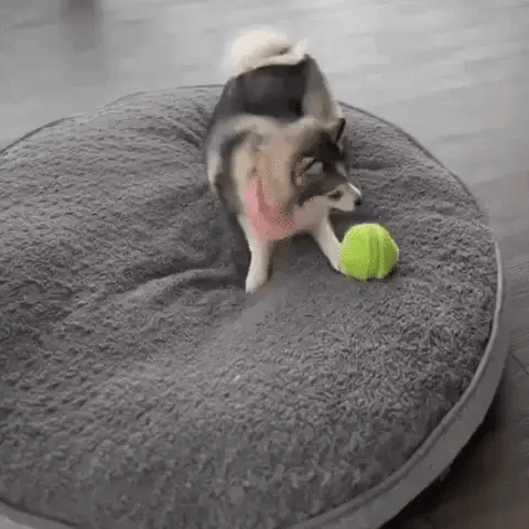 PawMotion - Interactief Bewegend Hondenspeeltje