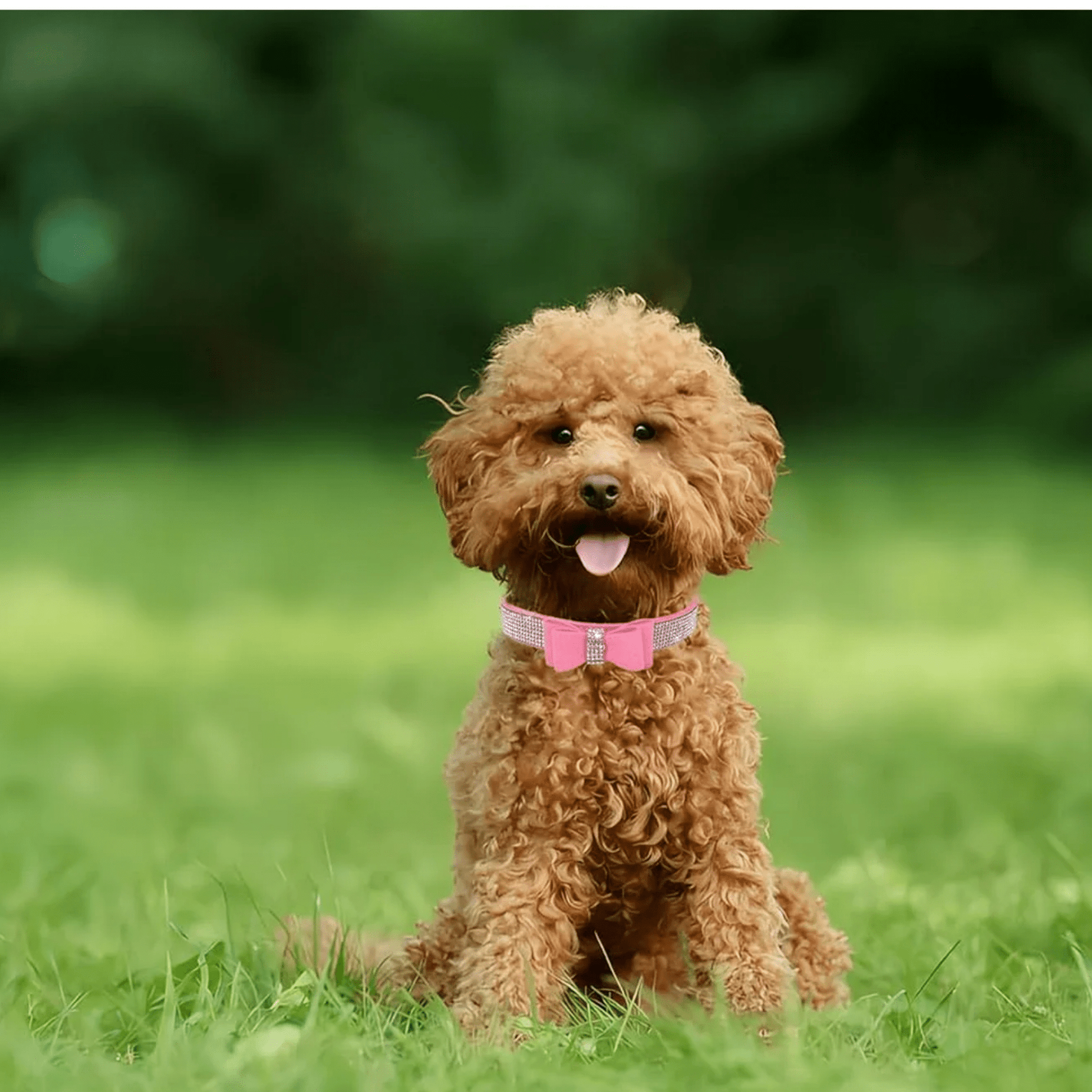 GlamPaw - Sprankelende Luxe Huisdierhalsband - Mivero