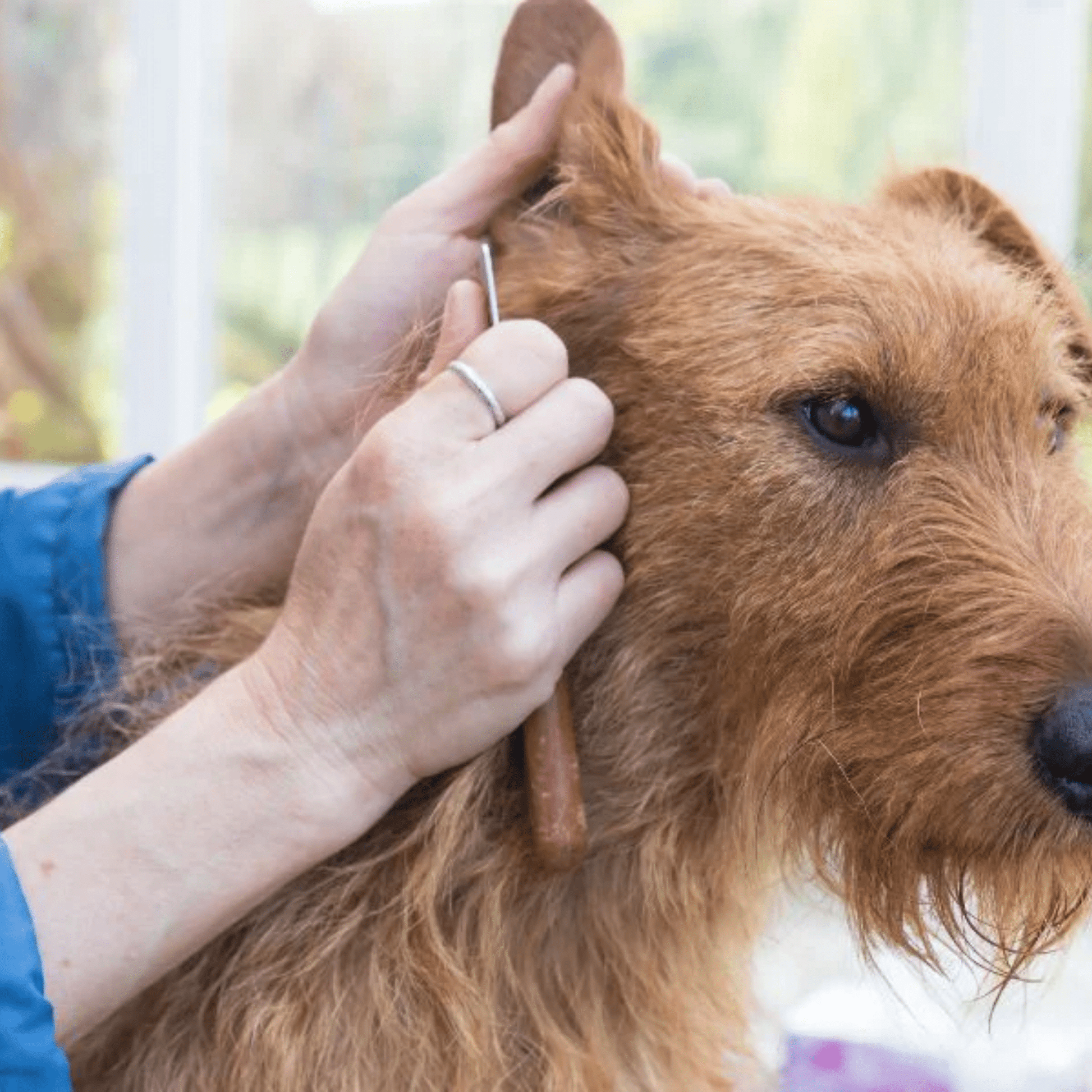 Glansor - Metalen Ontklittende Huisdierkam - Mivero
