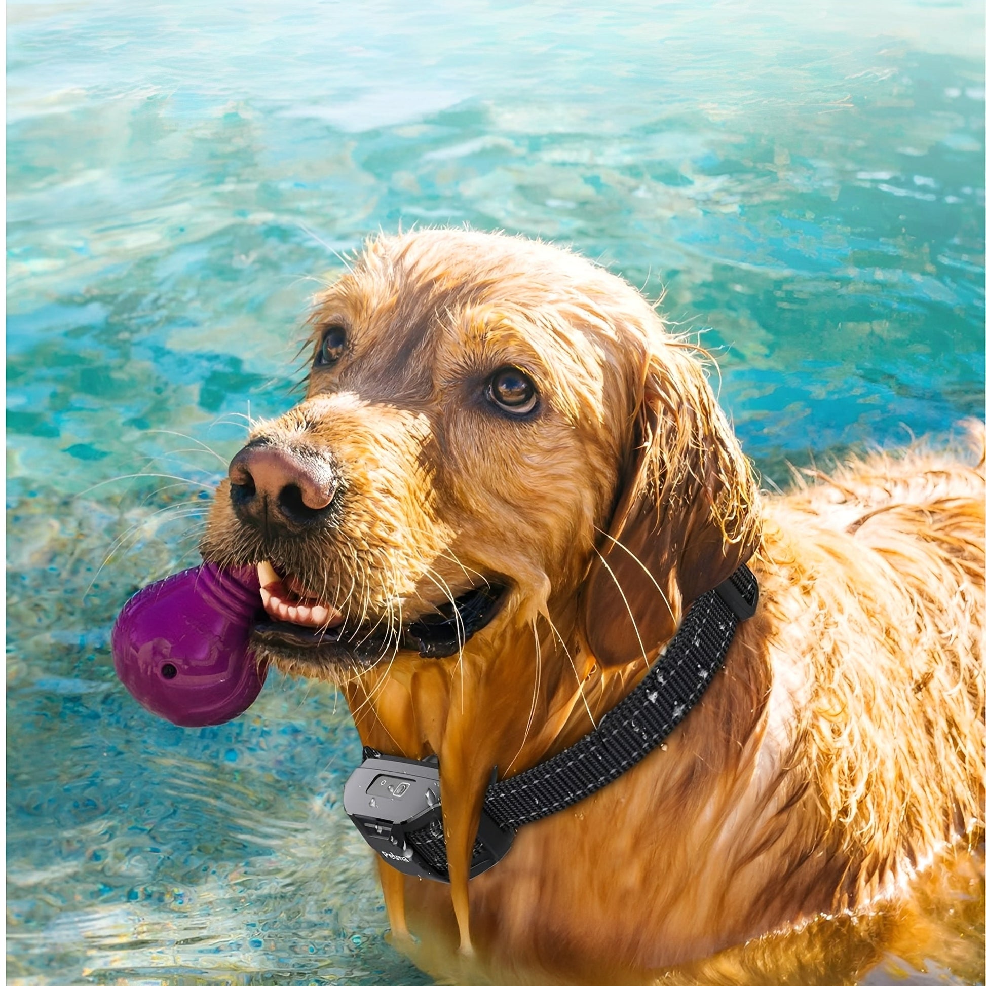 GlowTag - Waterdichte LED Dierenhalsband - Mivero