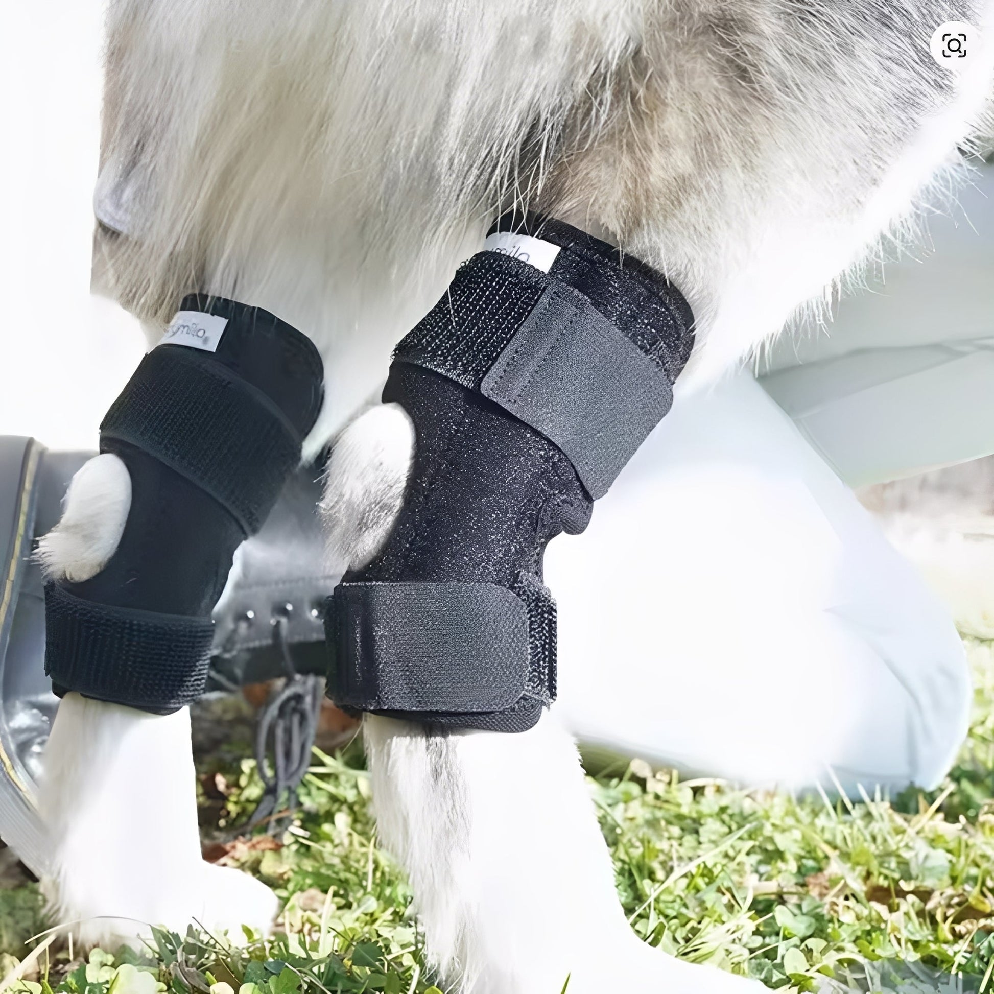 Healpaw - Ademende Achterpoot Brace - Mivero