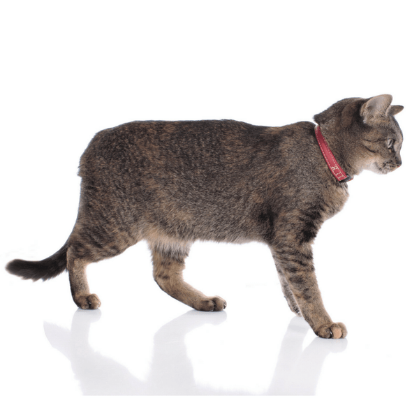 Elandleer Kattenhalsband