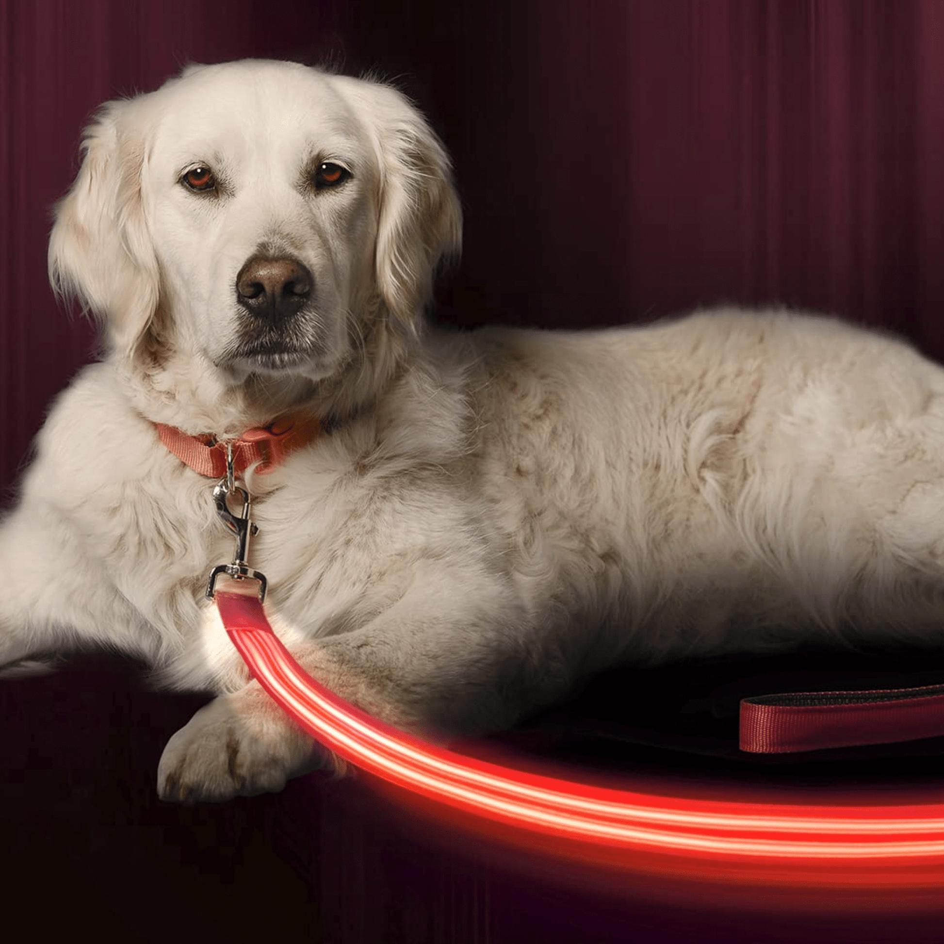 LumaPaw - Verlichte USB - Hondenhalsband - Mivero