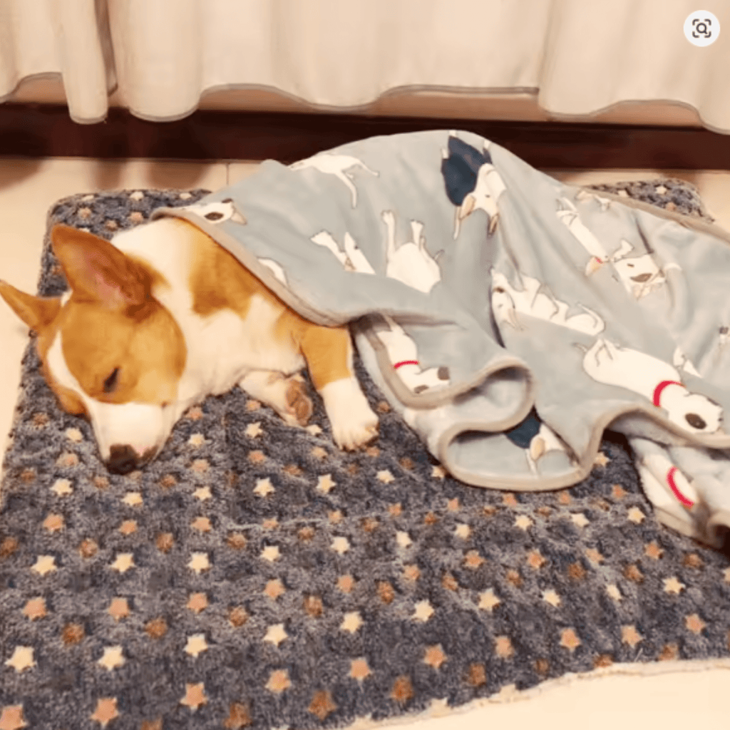 Meowla - Zachte Sterrenprint Kattendeken - Mivero