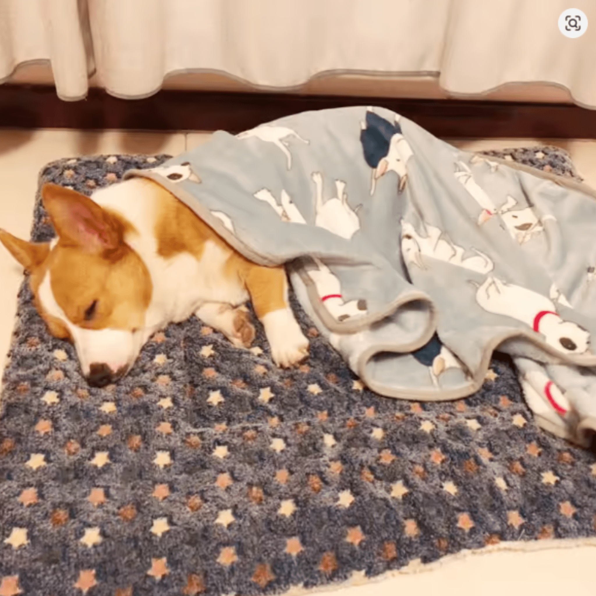 Meowla - Zachte Sterrenprint Kattendeken - Mivero