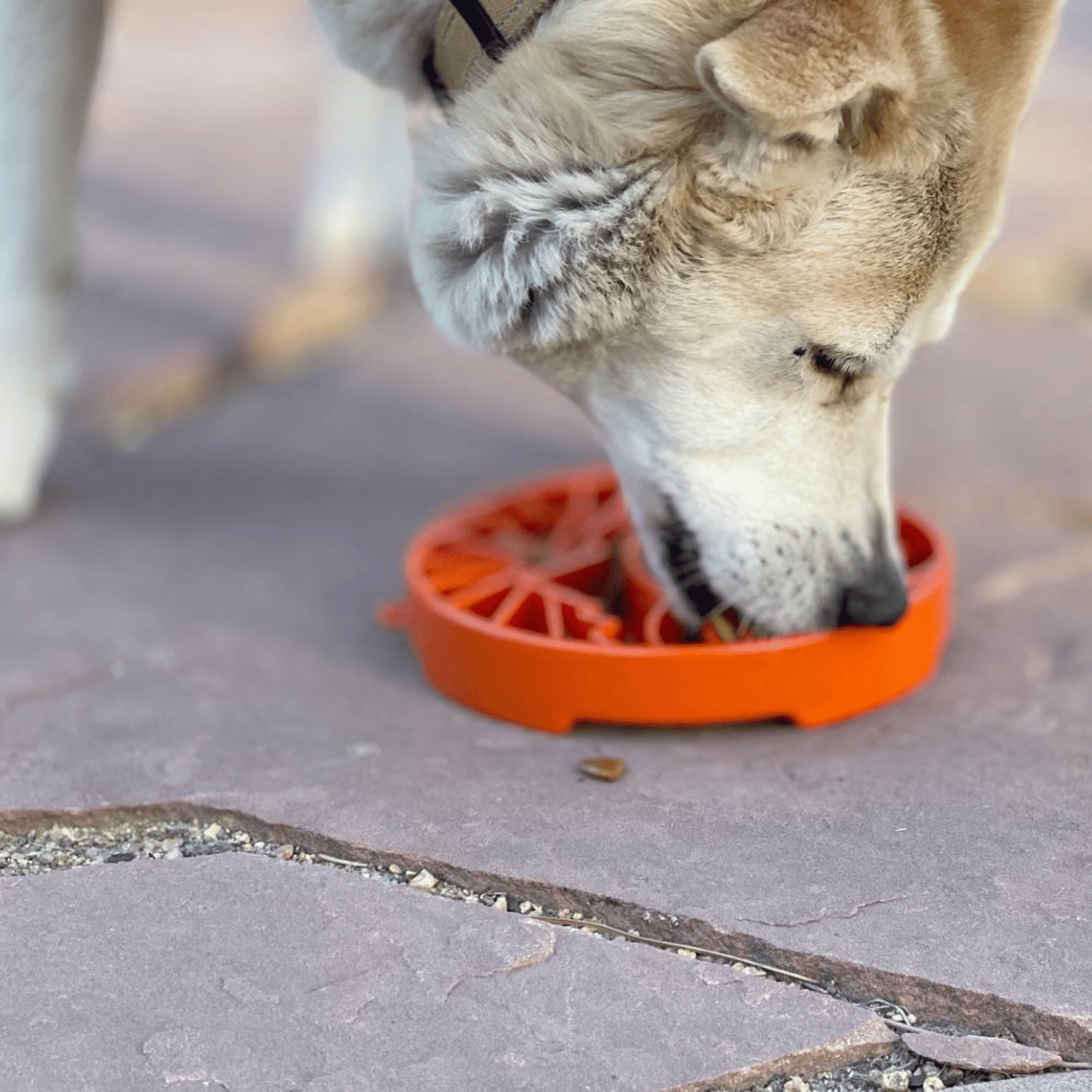 Mindscoop - Mentale Slow Voerbak - Mivero