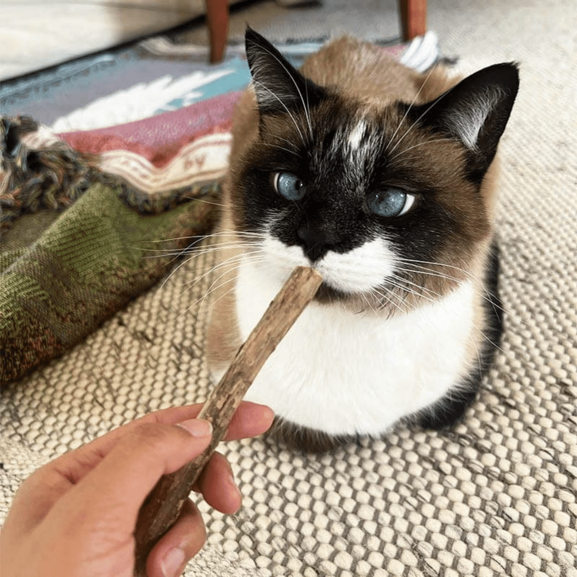 Nibbly - Kauwsticks Katten Kattenkruid Speelgoed - Mivero