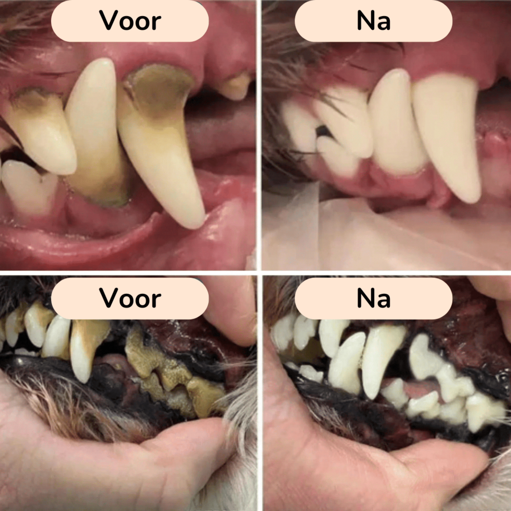 PawBrush - De Ultieme Tandverzorgingsset - Mivero