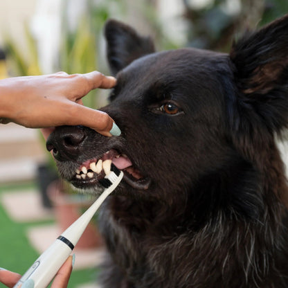 PawBrush - De Ultieme Tandverzorgingsset - Mivero