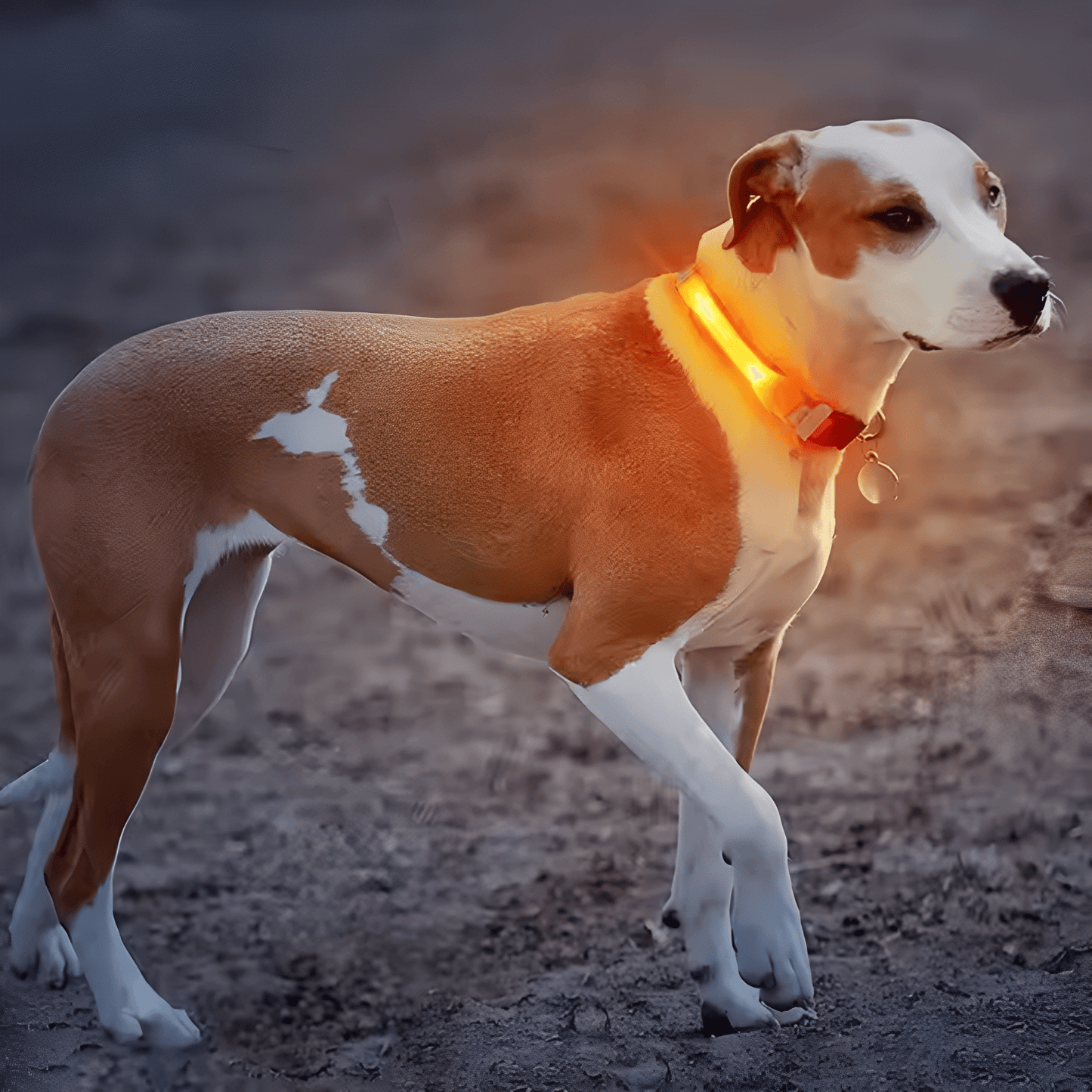 pawglow - led veiligheids hondenlamp - mivero