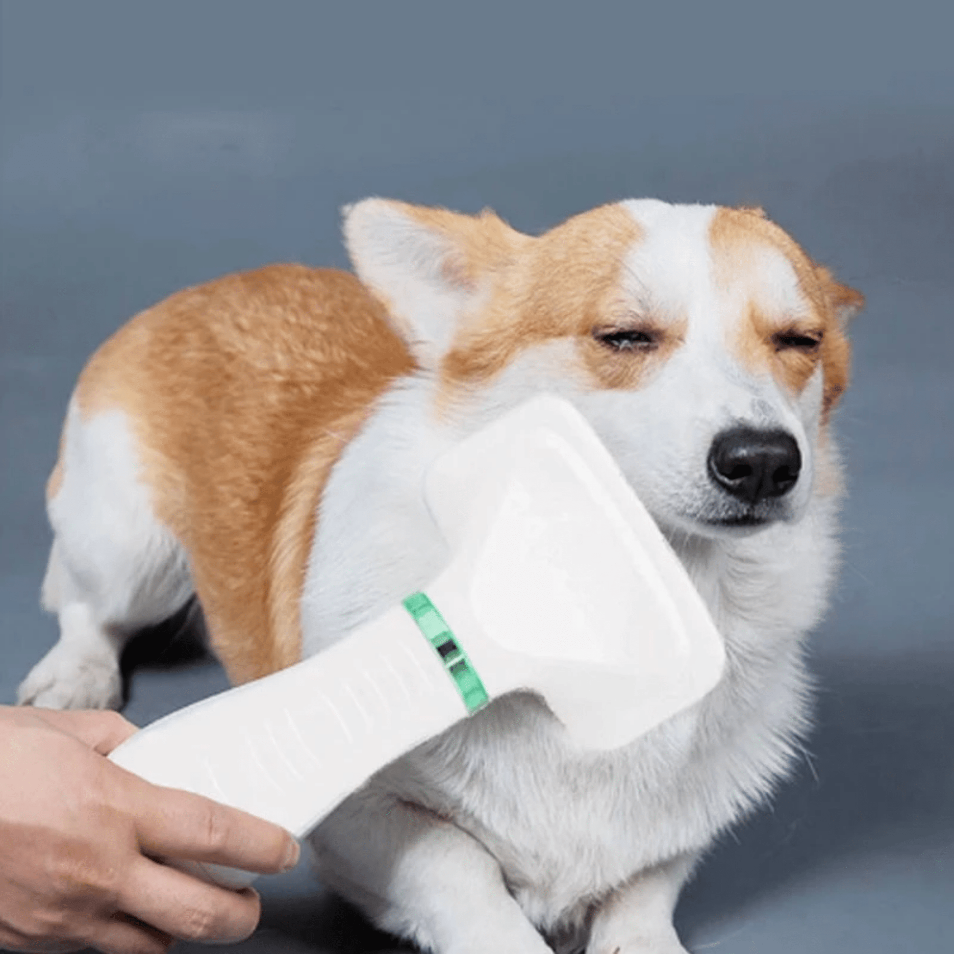 PawGroom - Rustgevende Droog - Borstel Hondenföhn - Mivero