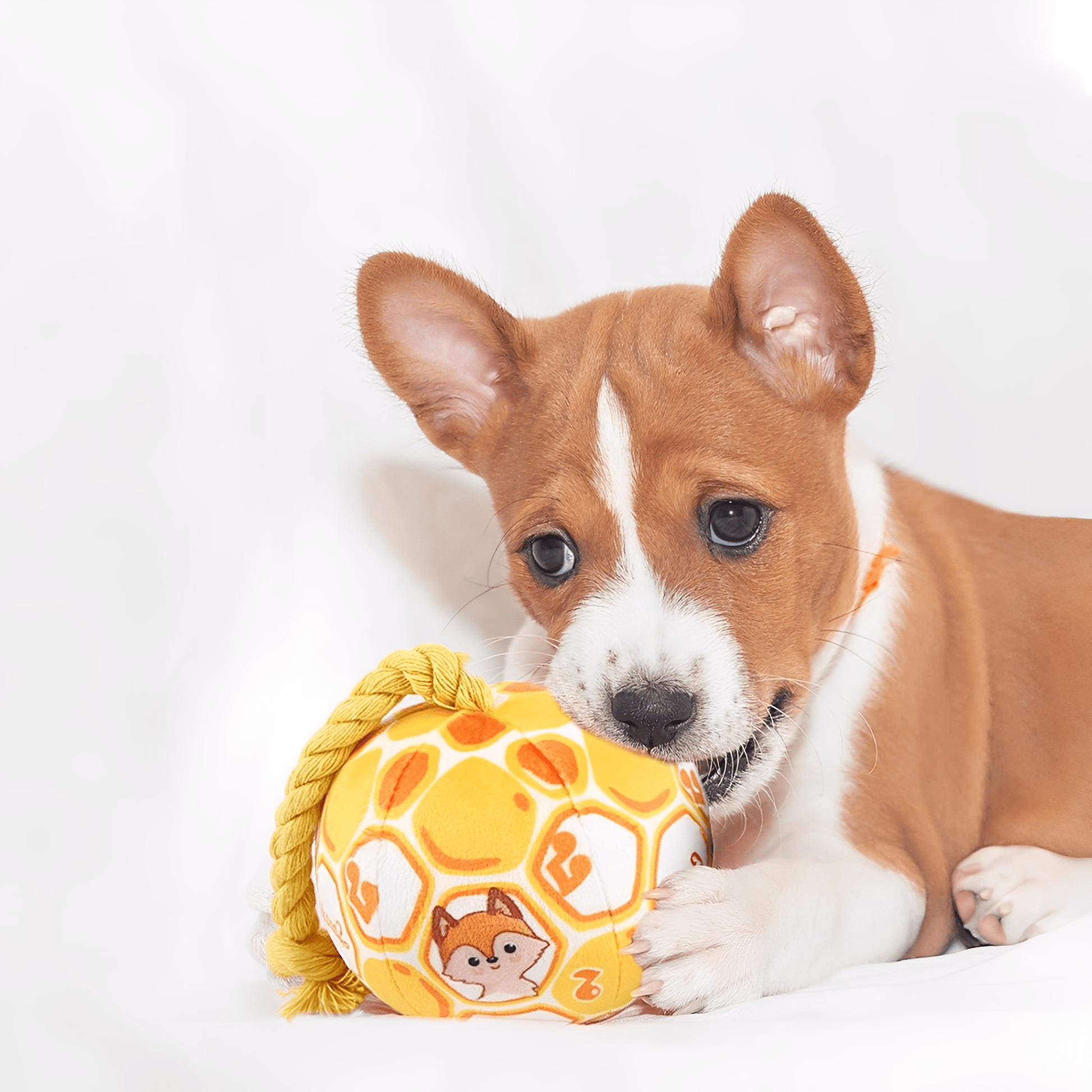 Pawmigo - Interactief Touwspeelgoed Kattenhond - Mivero