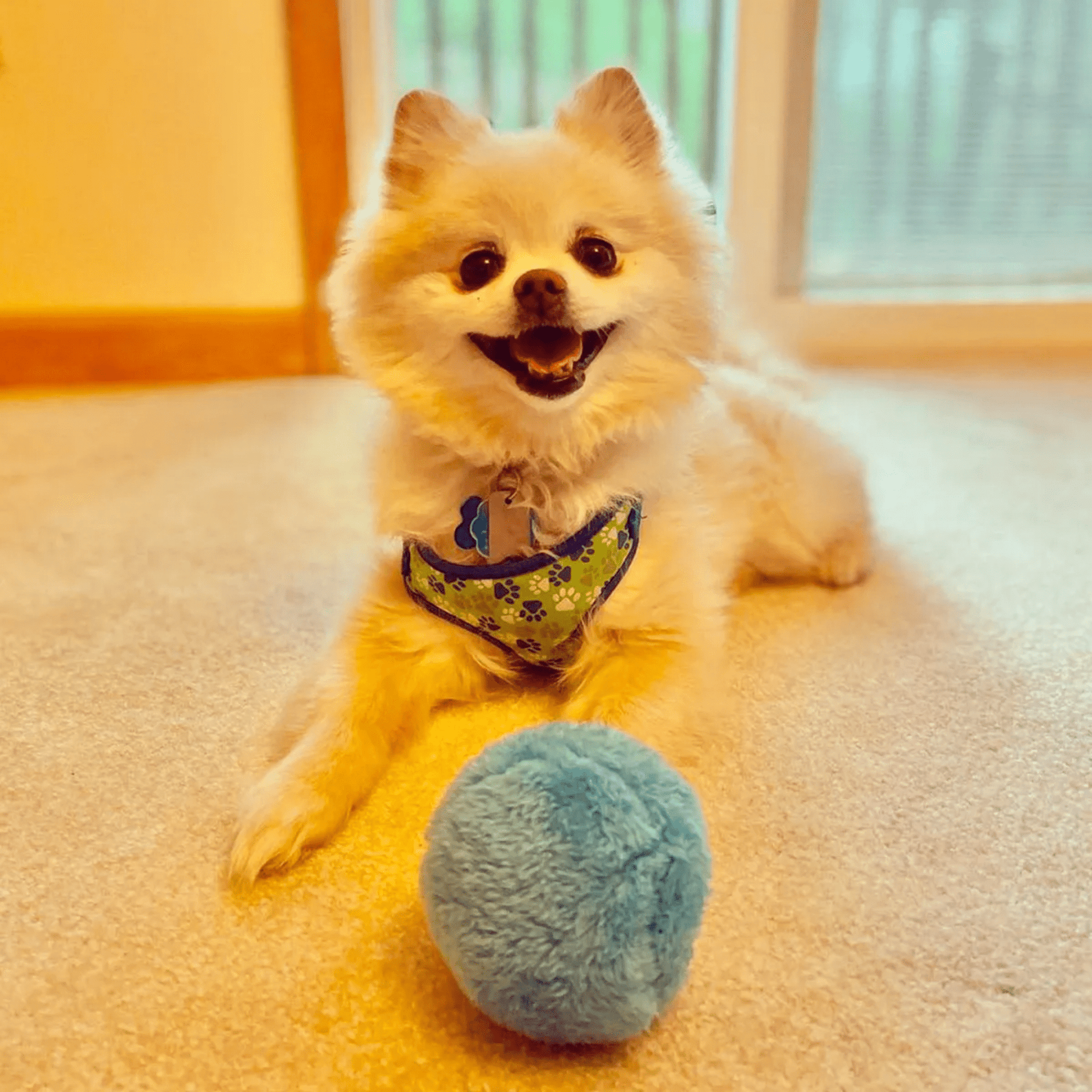 PawMotion - 4 Verpakt Interactief Hondenspeelgoed - Mivero