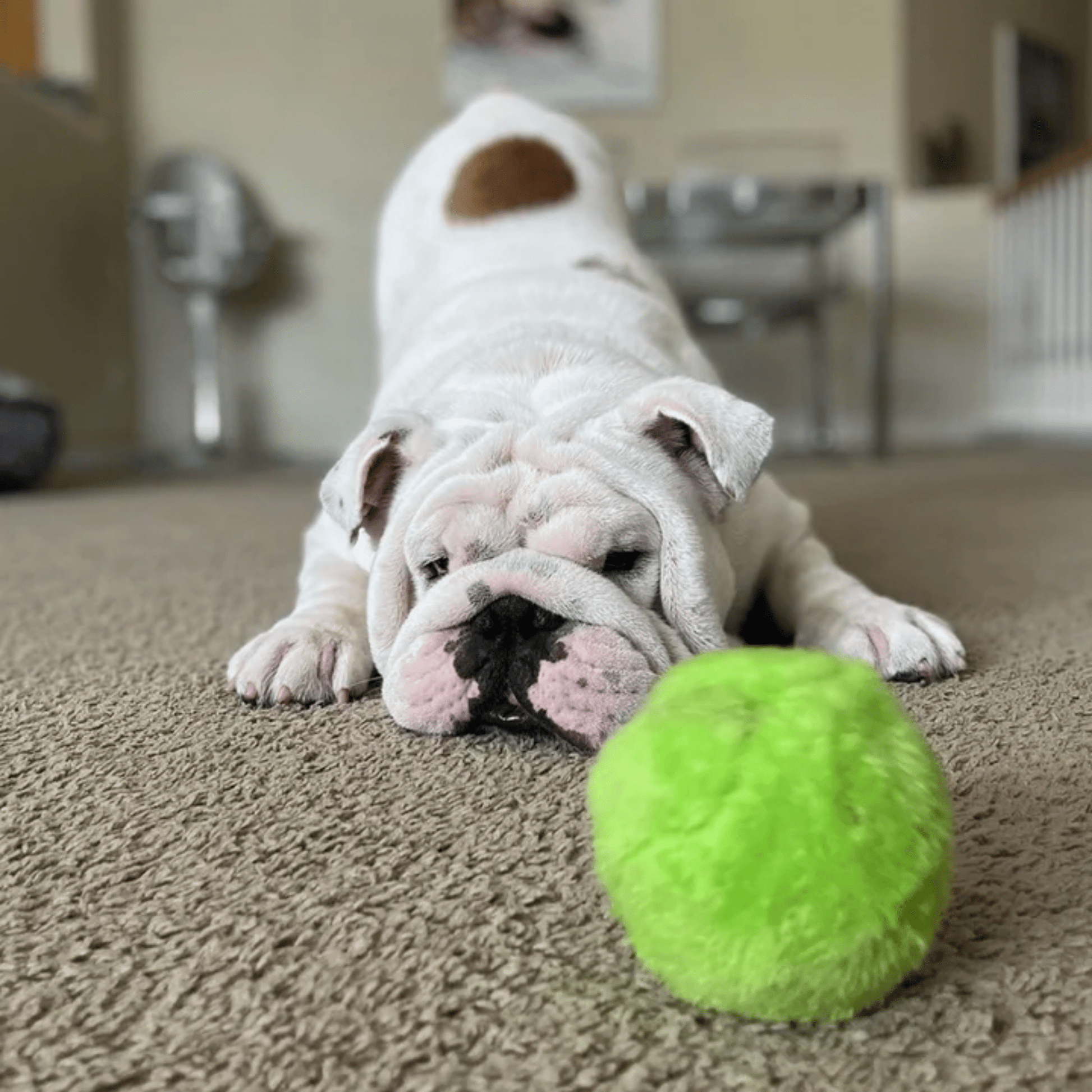 PawMotion - 4 Verpakt Interactief Hondenspeelgoed - Mivero