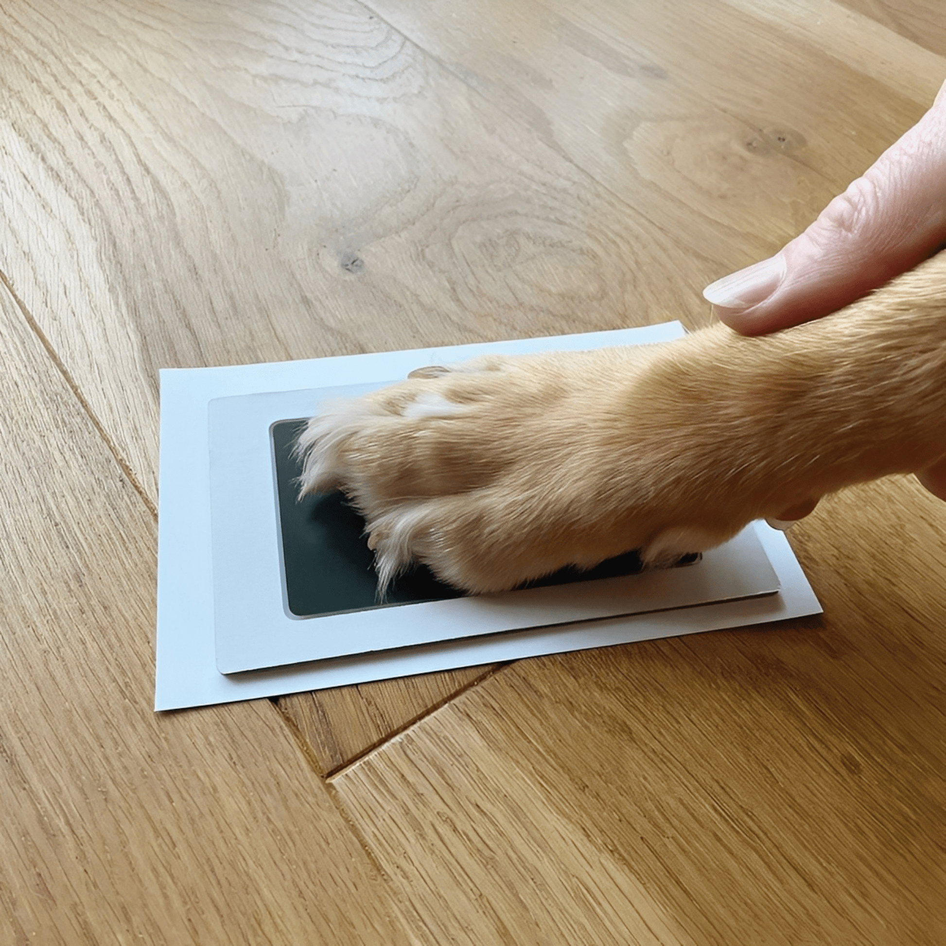 PawPrint - Contactloos Huisdier Inktkussen - Mivero