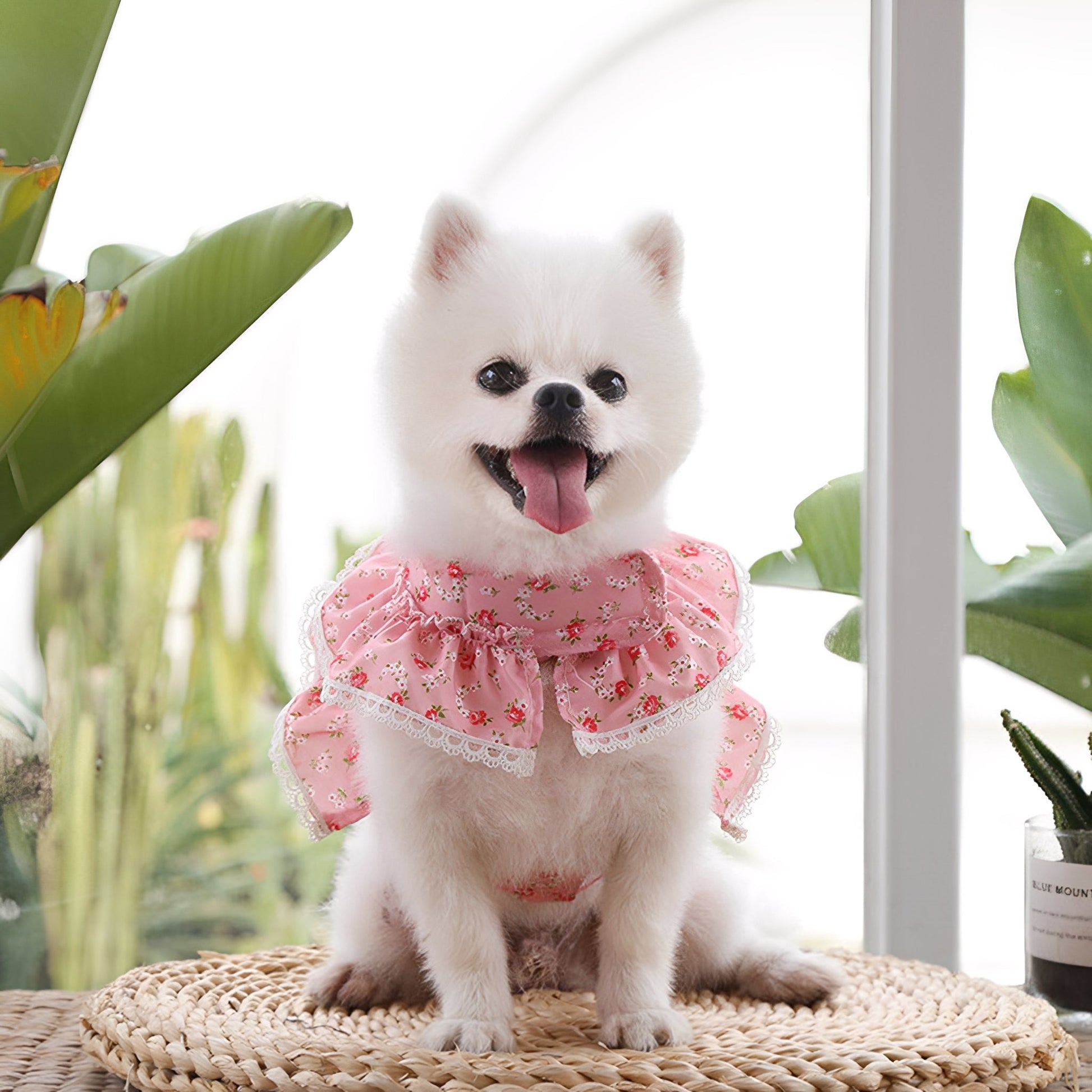 Pawsh – Stijlvolle Ademende Hondentuig - Mivero