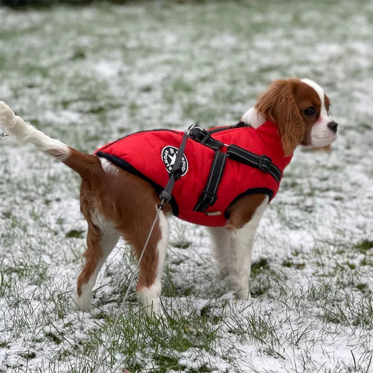 PawShield - Hondenjas Winter met Ingebouwd Tuig - Mivero