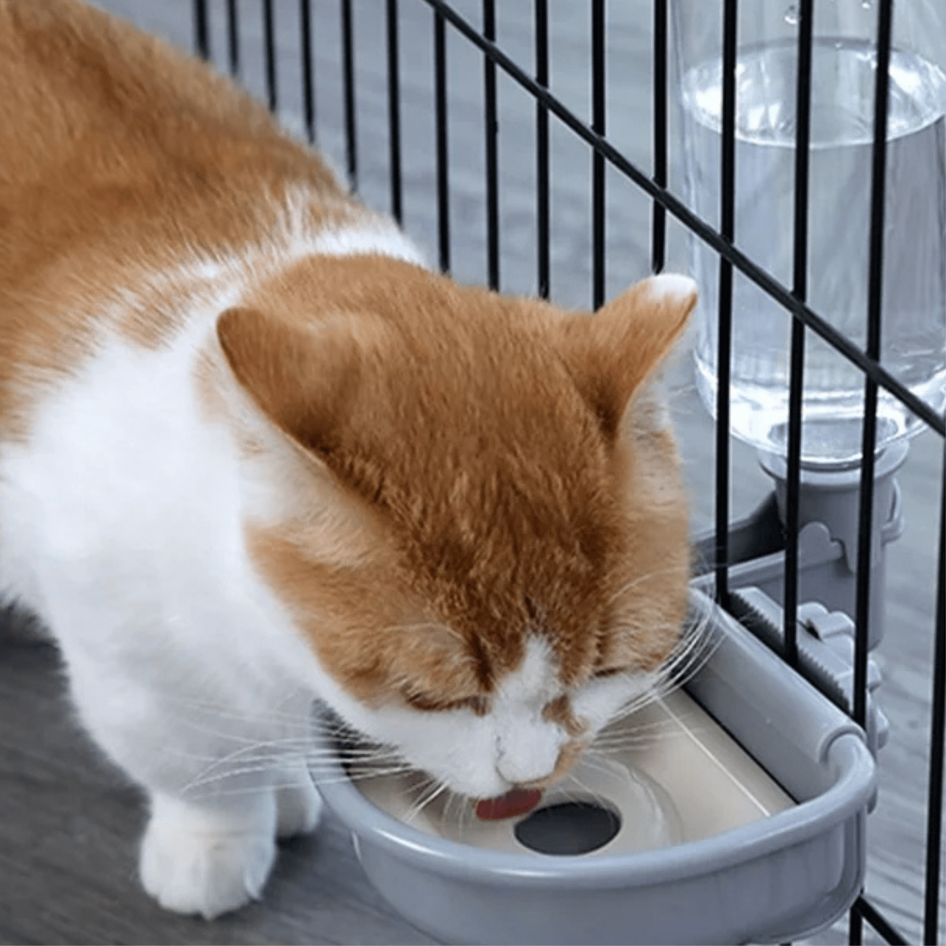 PetFlow - Automatische Voerbak Huisdieren - Mivero