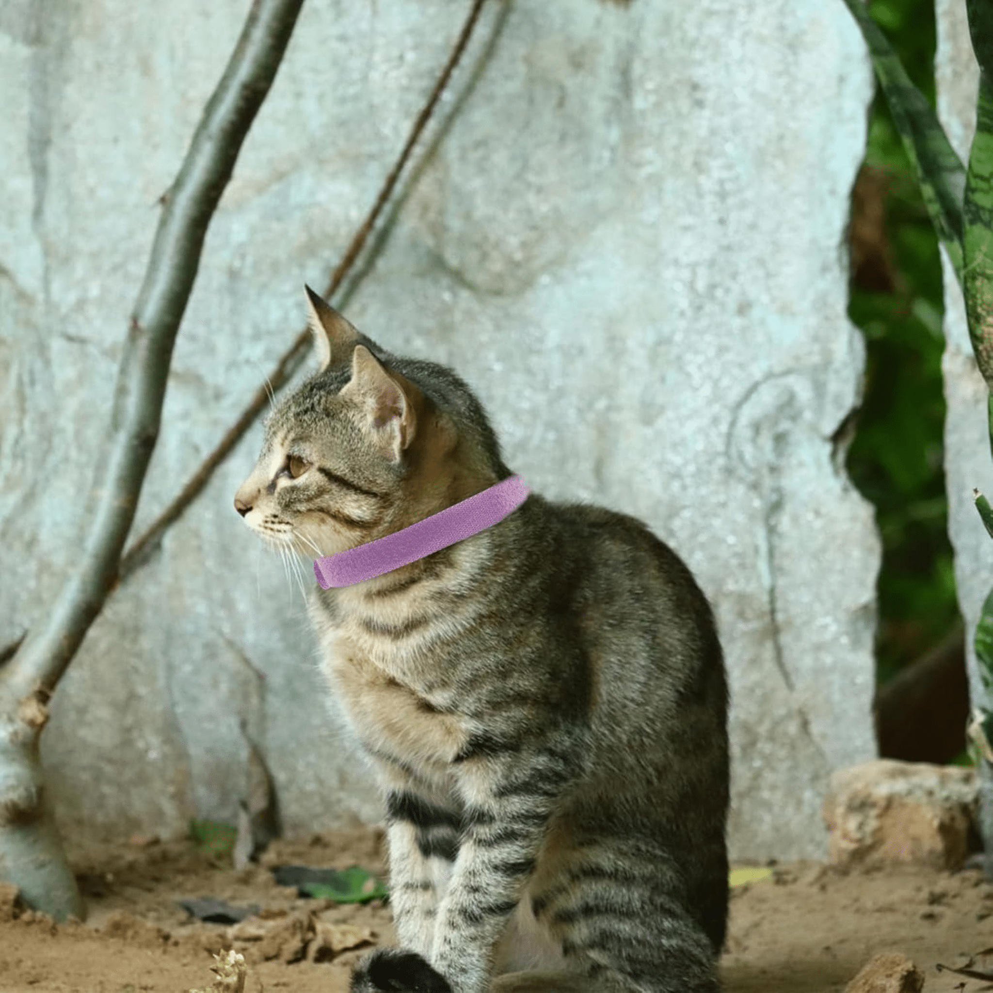 PureShield - Huidvriendelijke Natuurlijke Vlooienband - Mivero