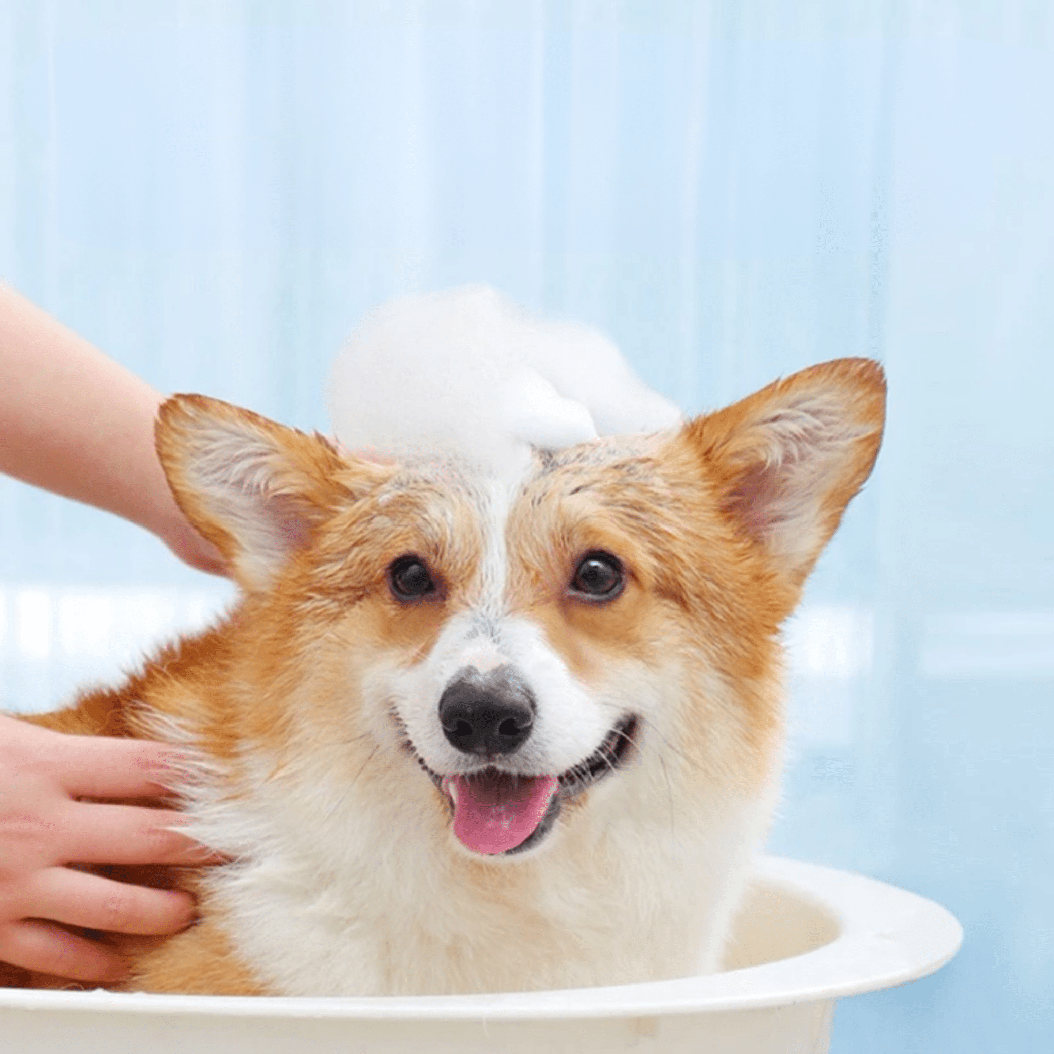 Purrify - Automatische Schuim Hondendouche - Mivero