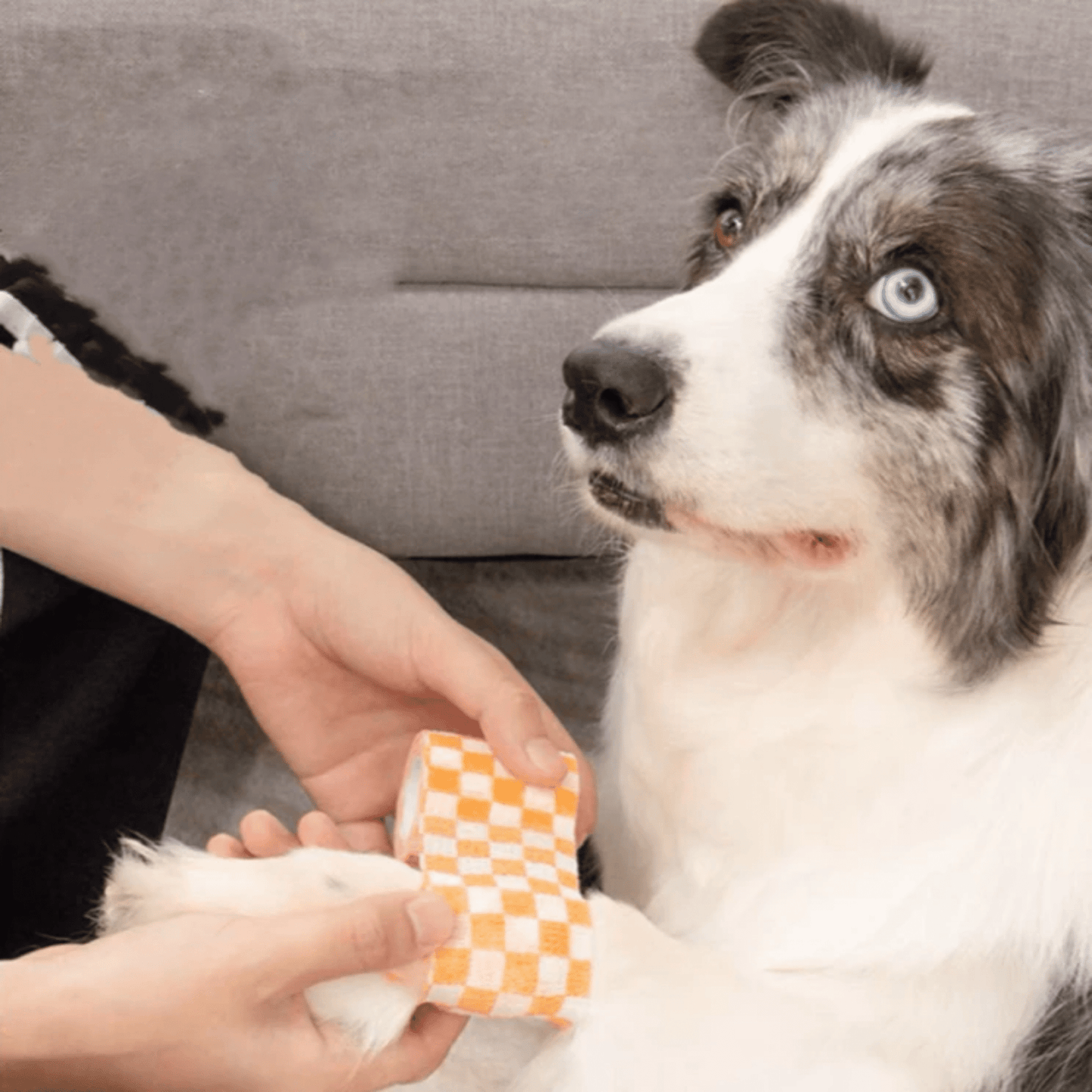 safepaws - stofwerend herstelverband voor hond - mivero