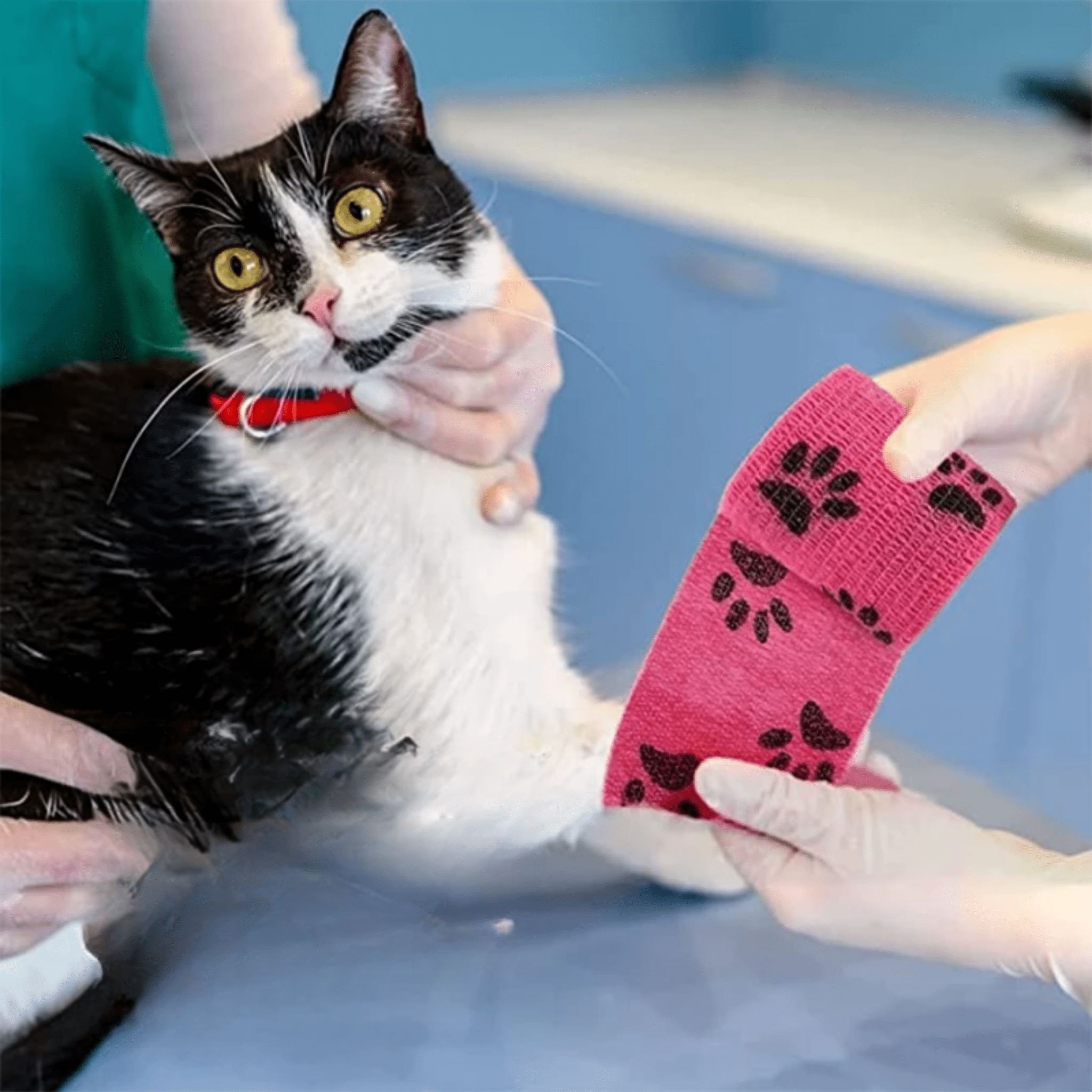 SafePaws - Stofwerend Herstelverband voor Hond - Mivero