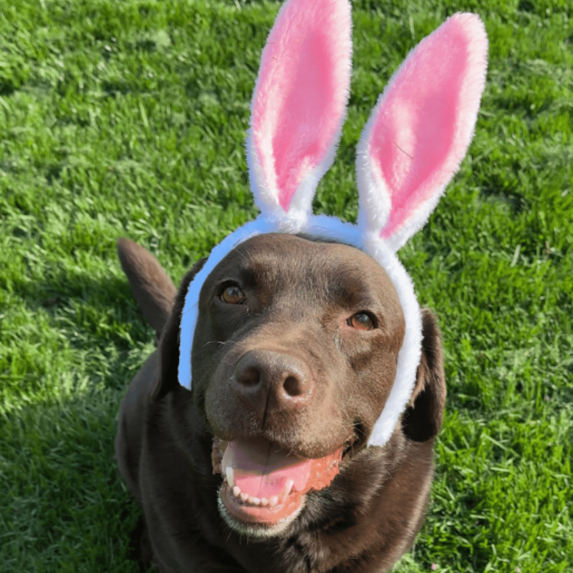 SnugBun - Pluche Verstelbare Hondenoren - Mivero