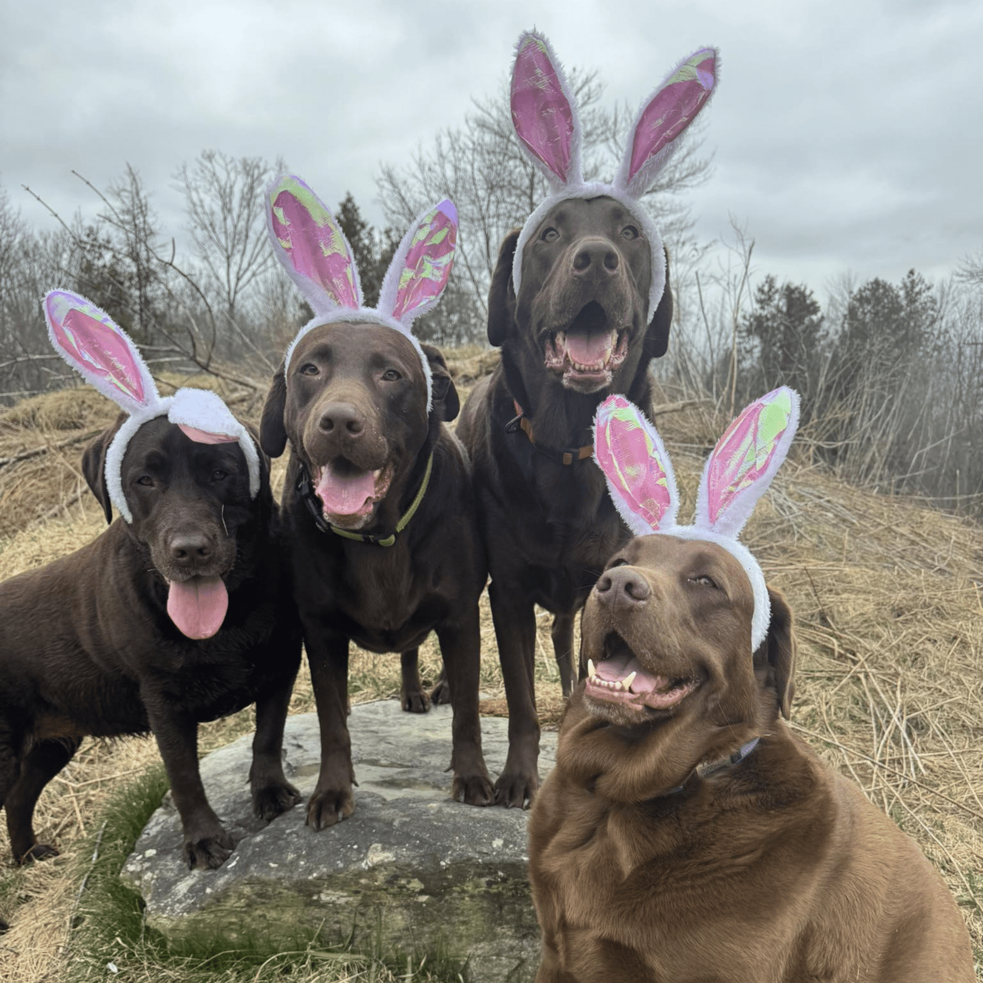 SnugBun - Pluche Verstelbare Hondenoren - Mivero