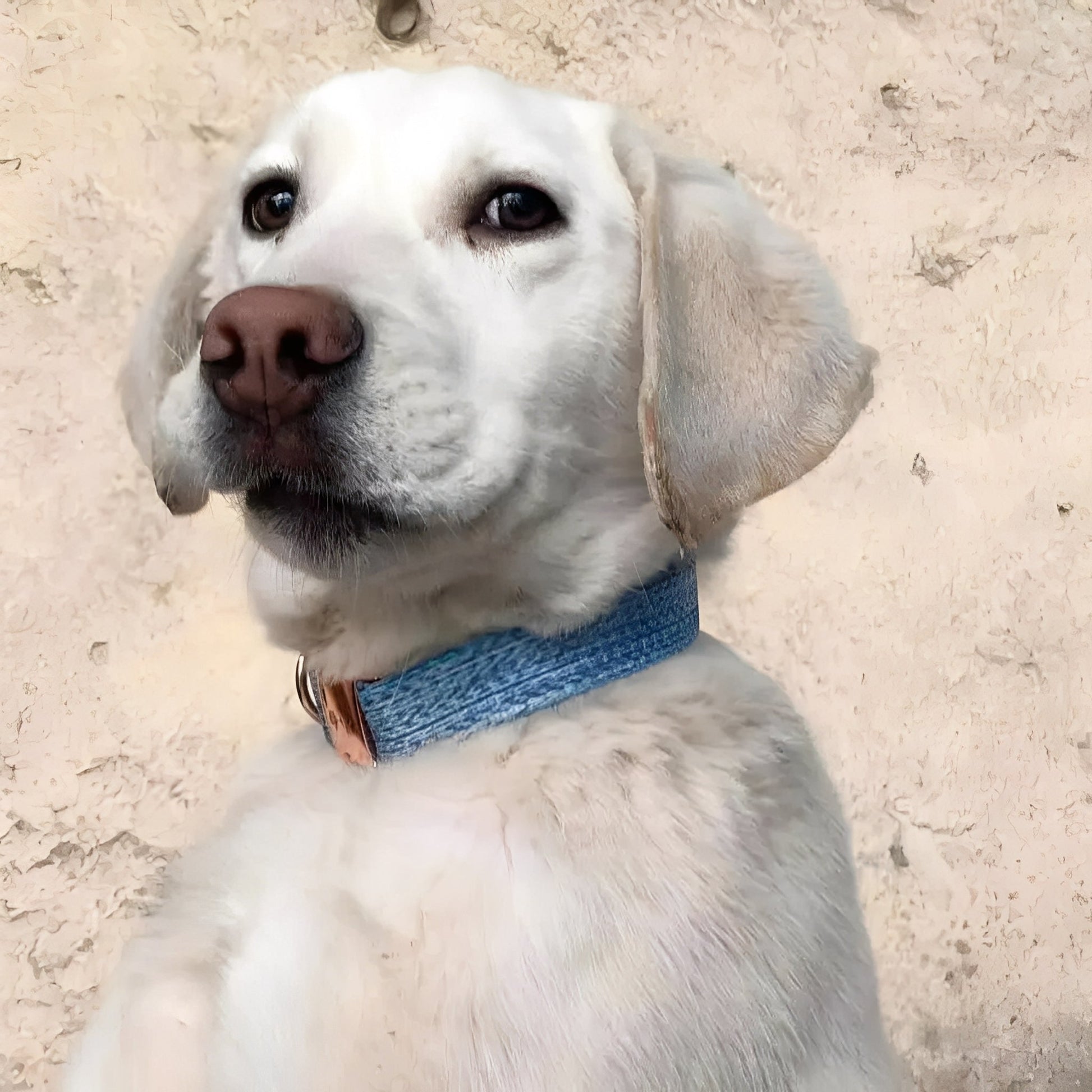 Snuggleband - Zachte Tweed Hondenhalsband - Mivero