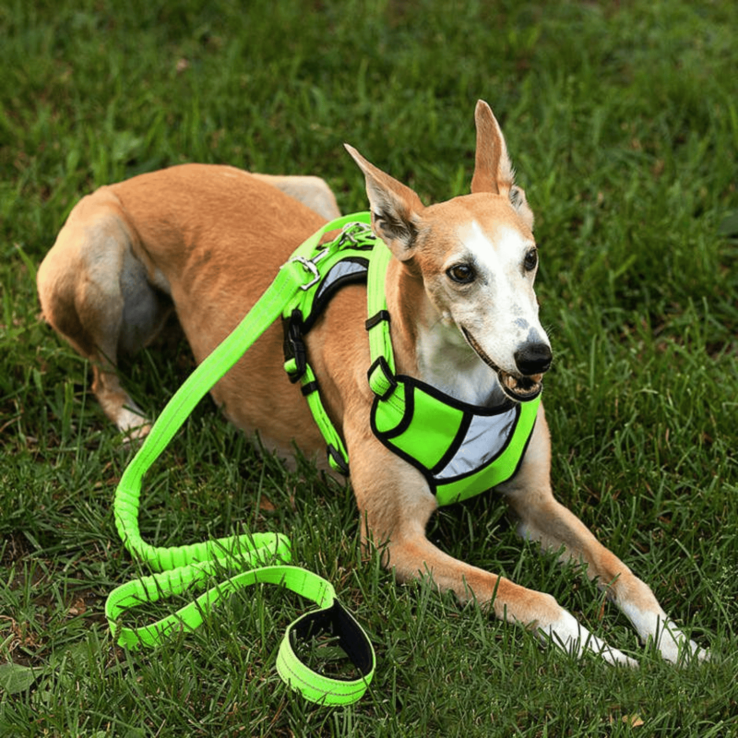 snuglead - schokabsorberende anti - trek hondenriem - mivero