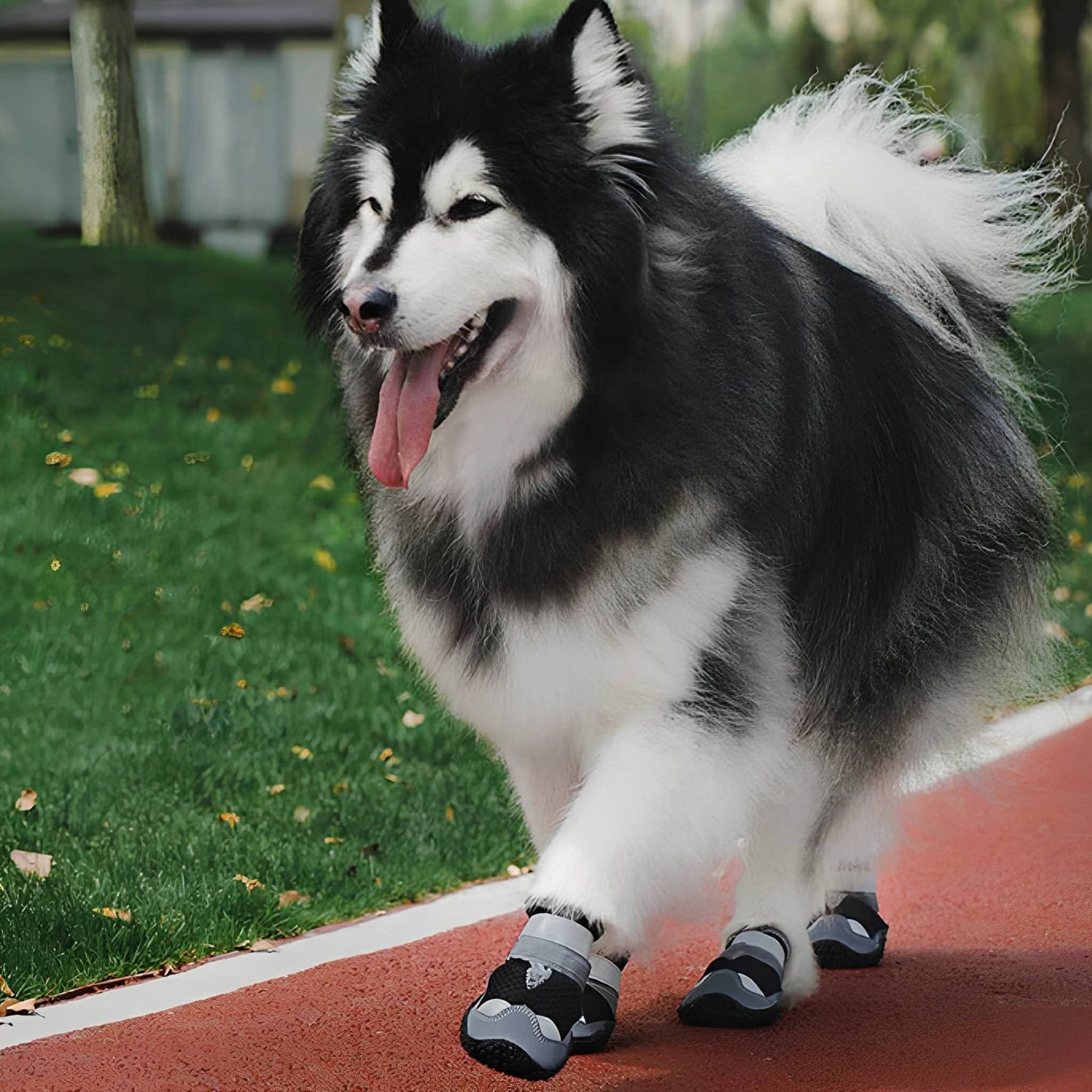 trailpaws - beschermende antislip hondenschoenen - mivero