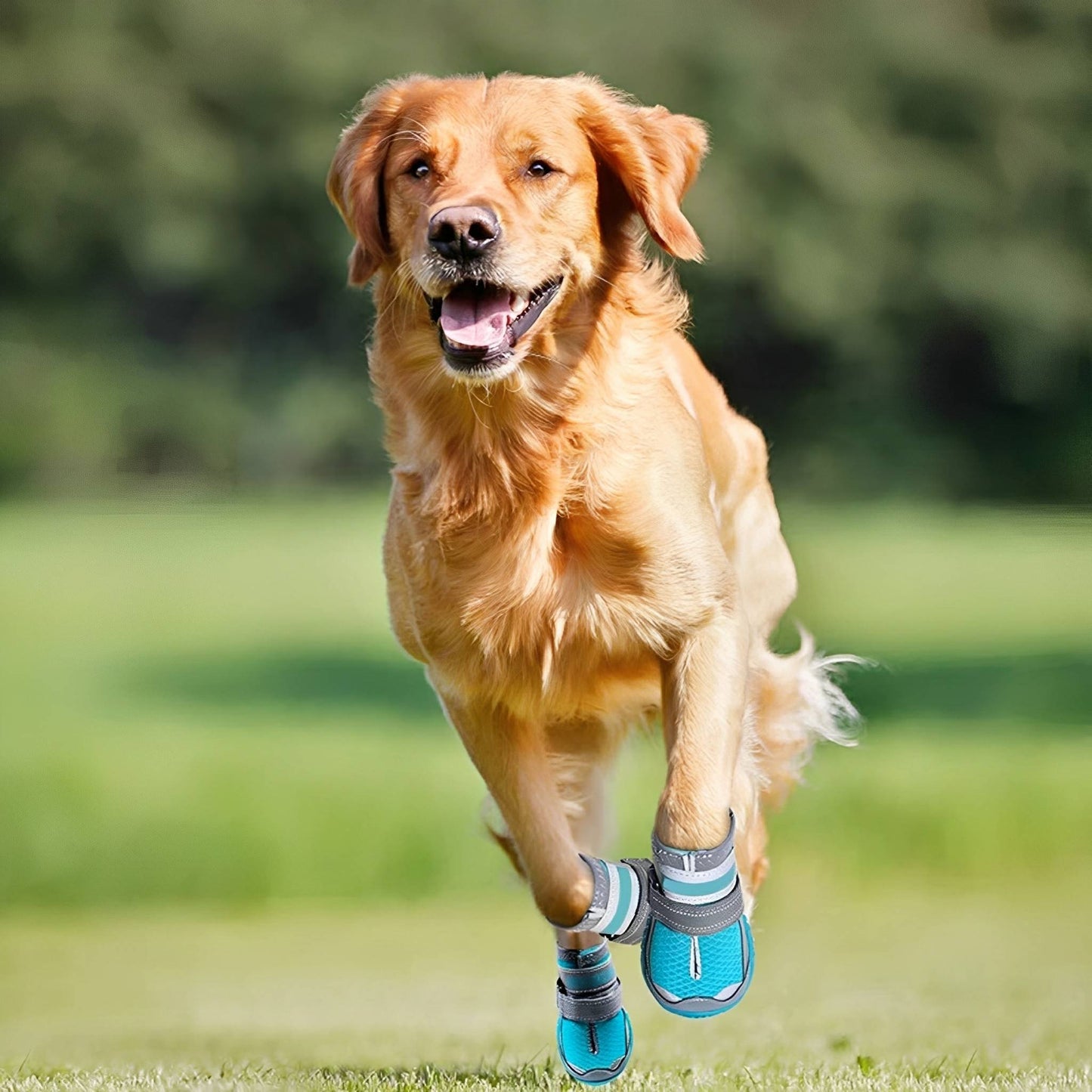 trailpaws - beschermende antislip hondenschoenen - mivero