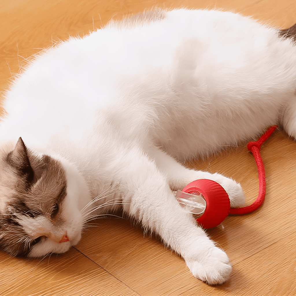 ZoomBall - Kattenspeelgoed Interactief Automatisch USB Oplaadbaar - Mivero